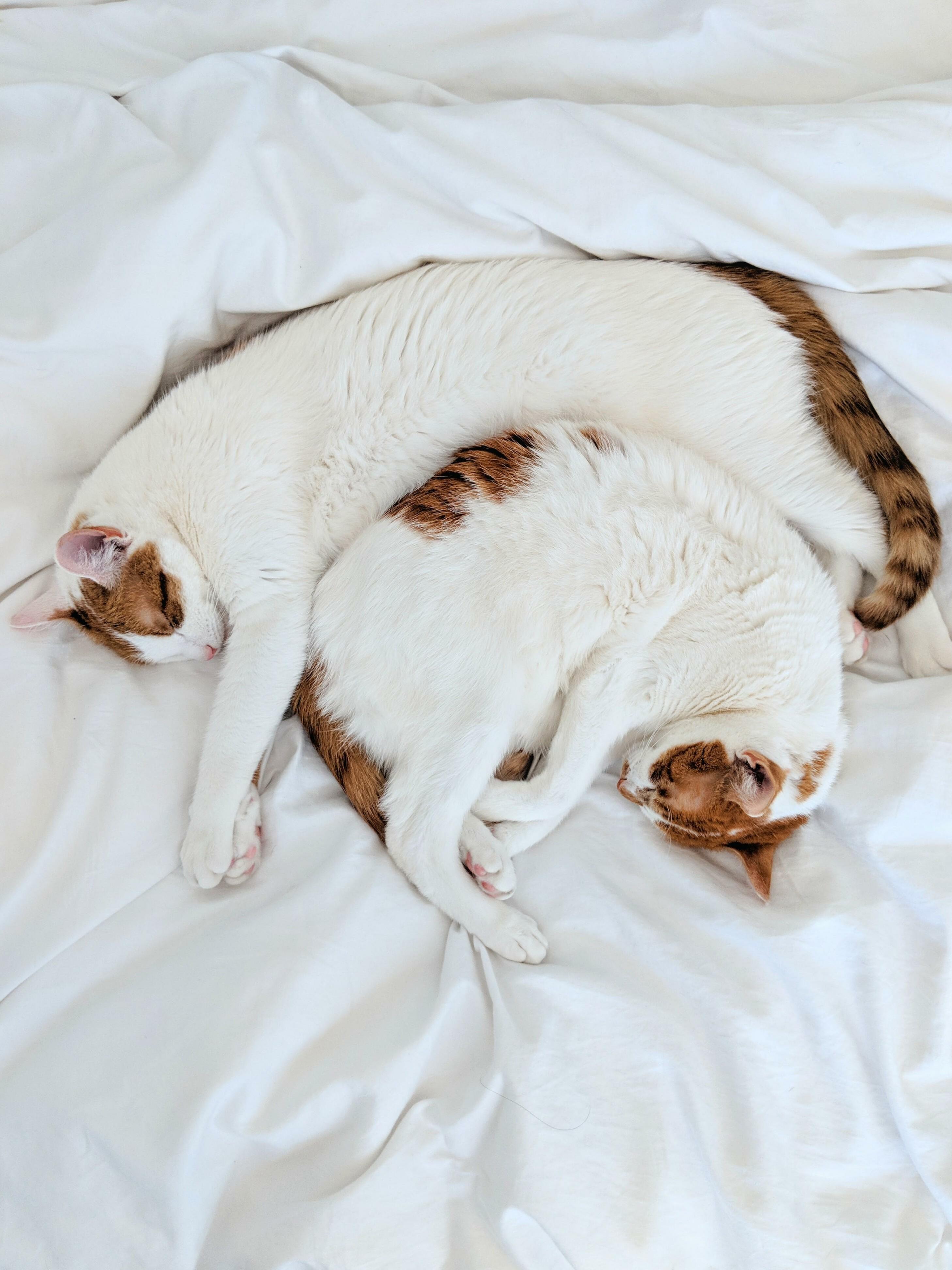 Cinnamon Bun