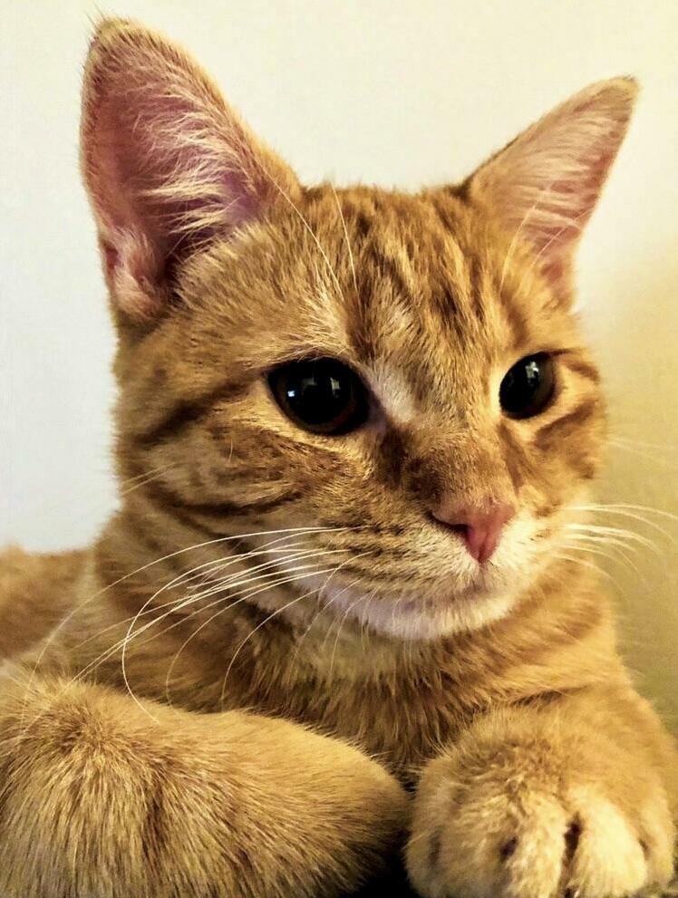 Cosmo Looking Majestic