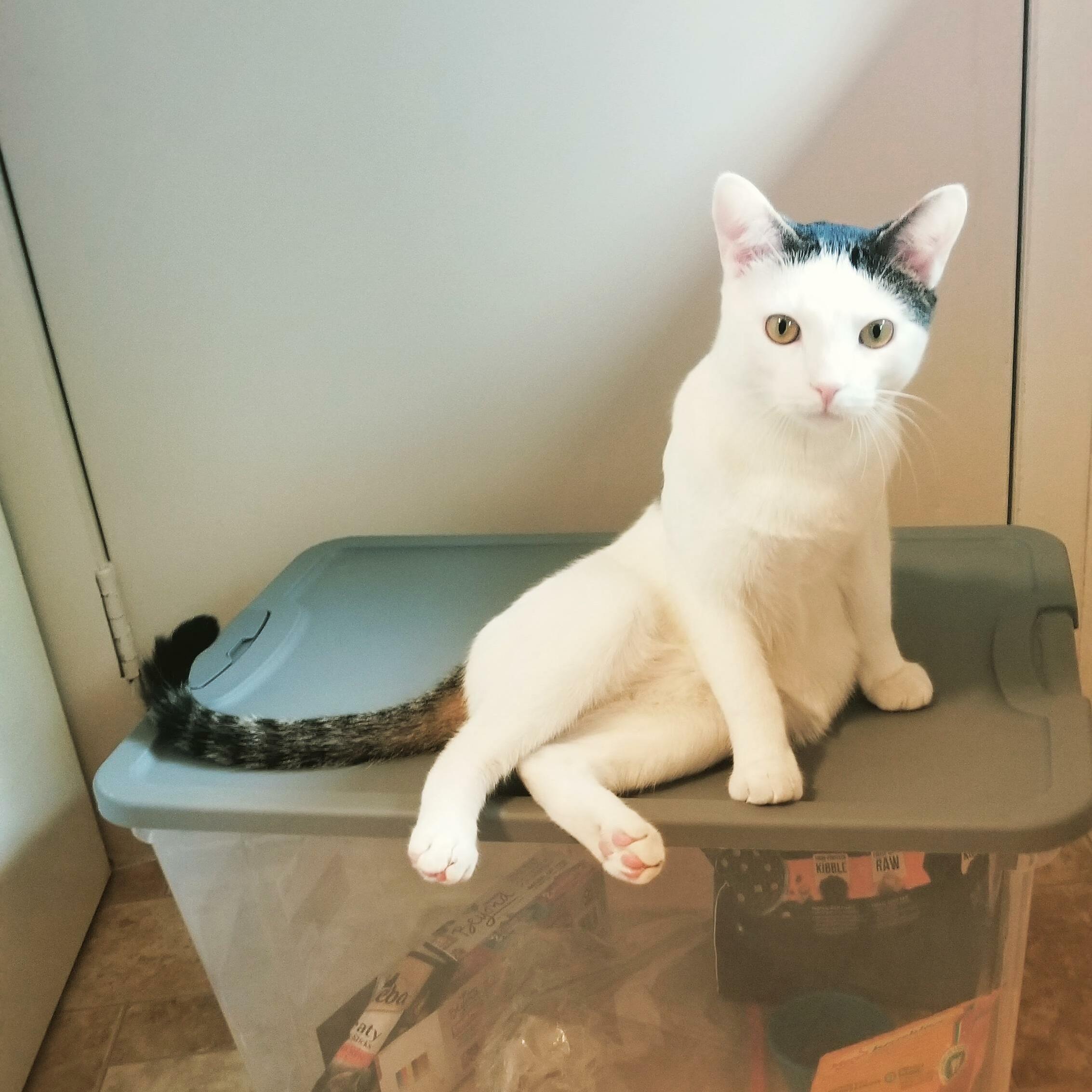 Cosmo the Model