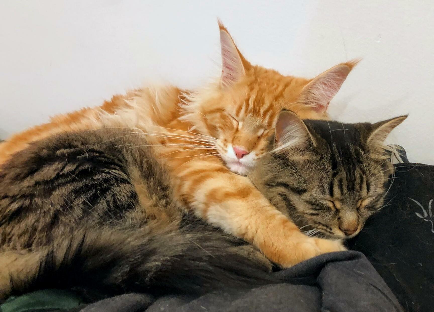 Cozy Naps