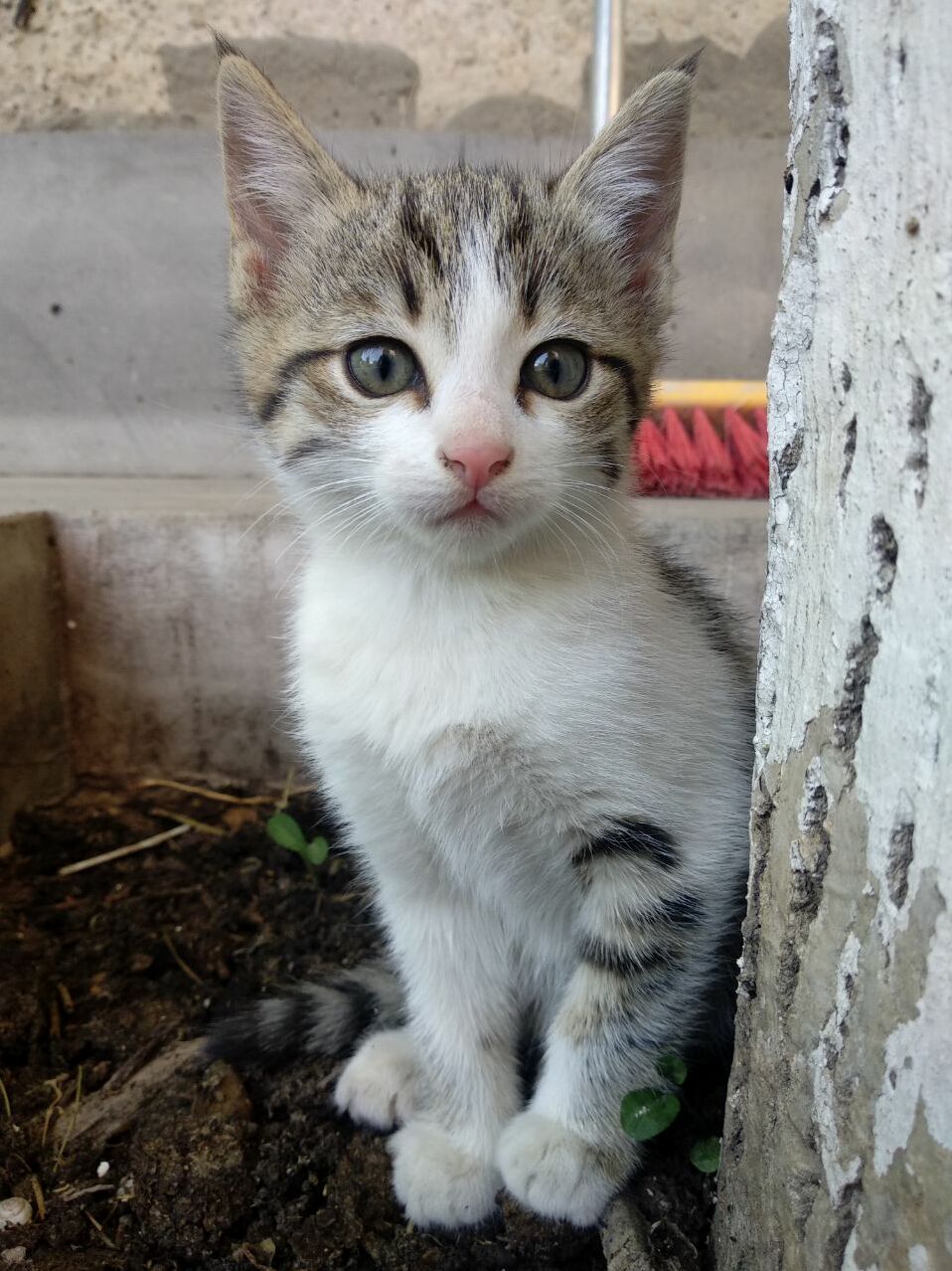 Cutie in My Garden