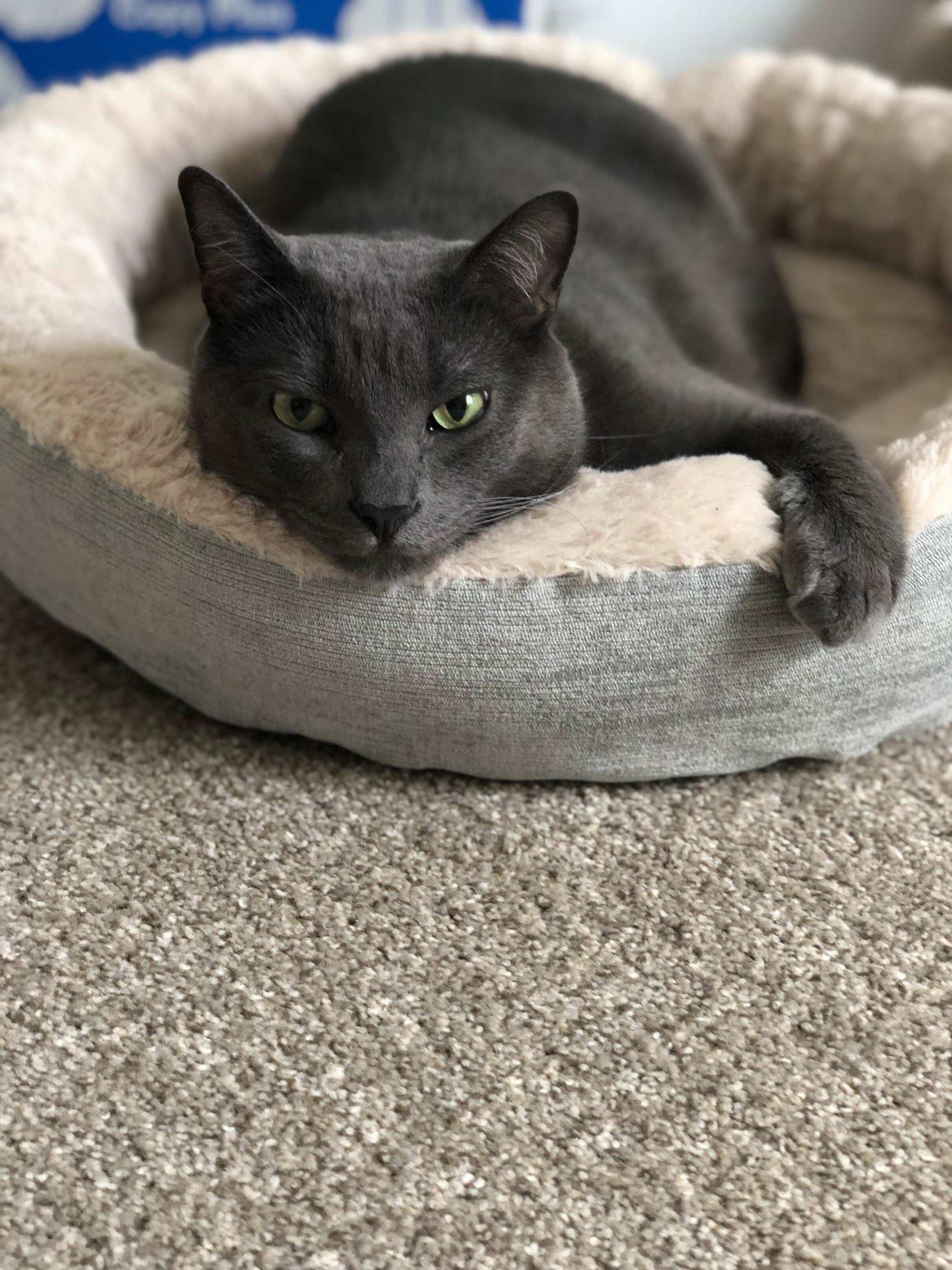 Dale Displaying His Arm Out Pose in His New Bed