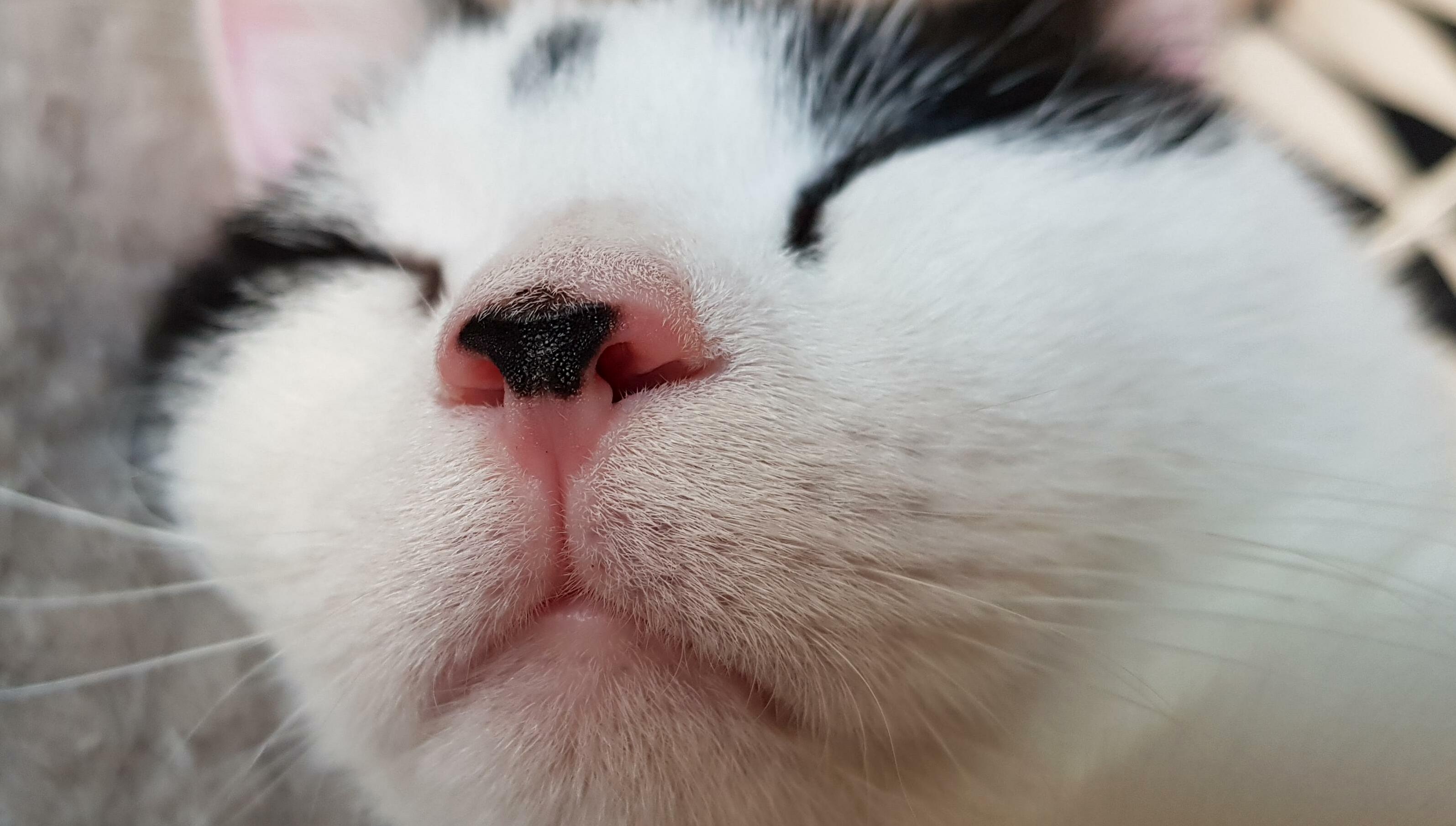 Dat Nose...
