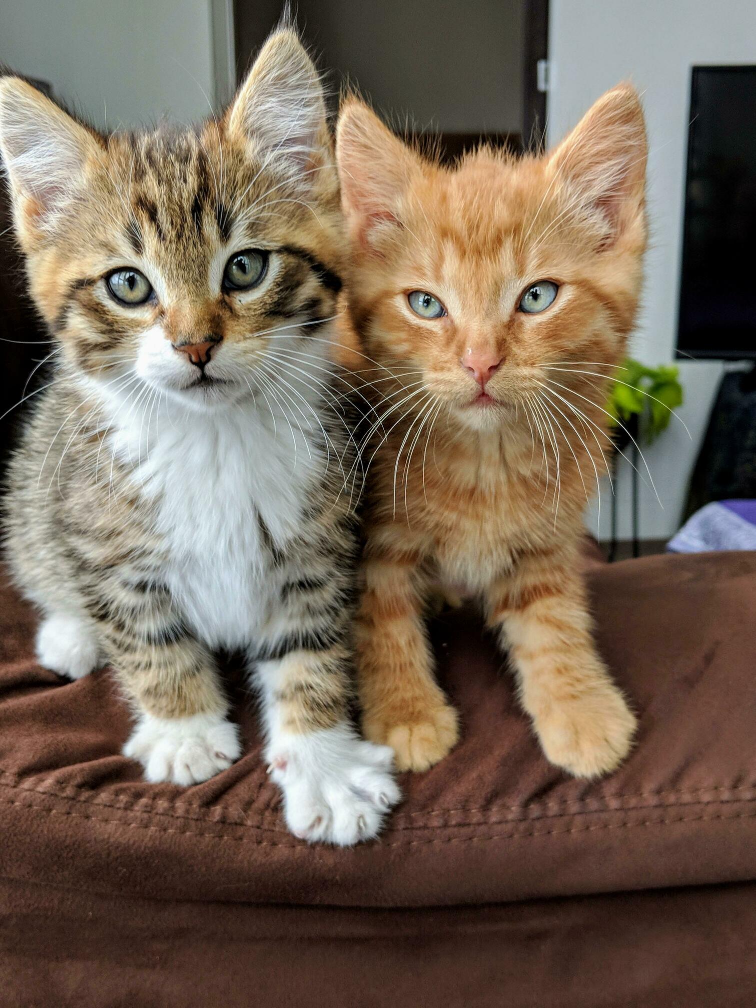 Decided Two Was Probably Better Than One. Best Decision Ive Made All Year. Now I Just Need to Decide Names...