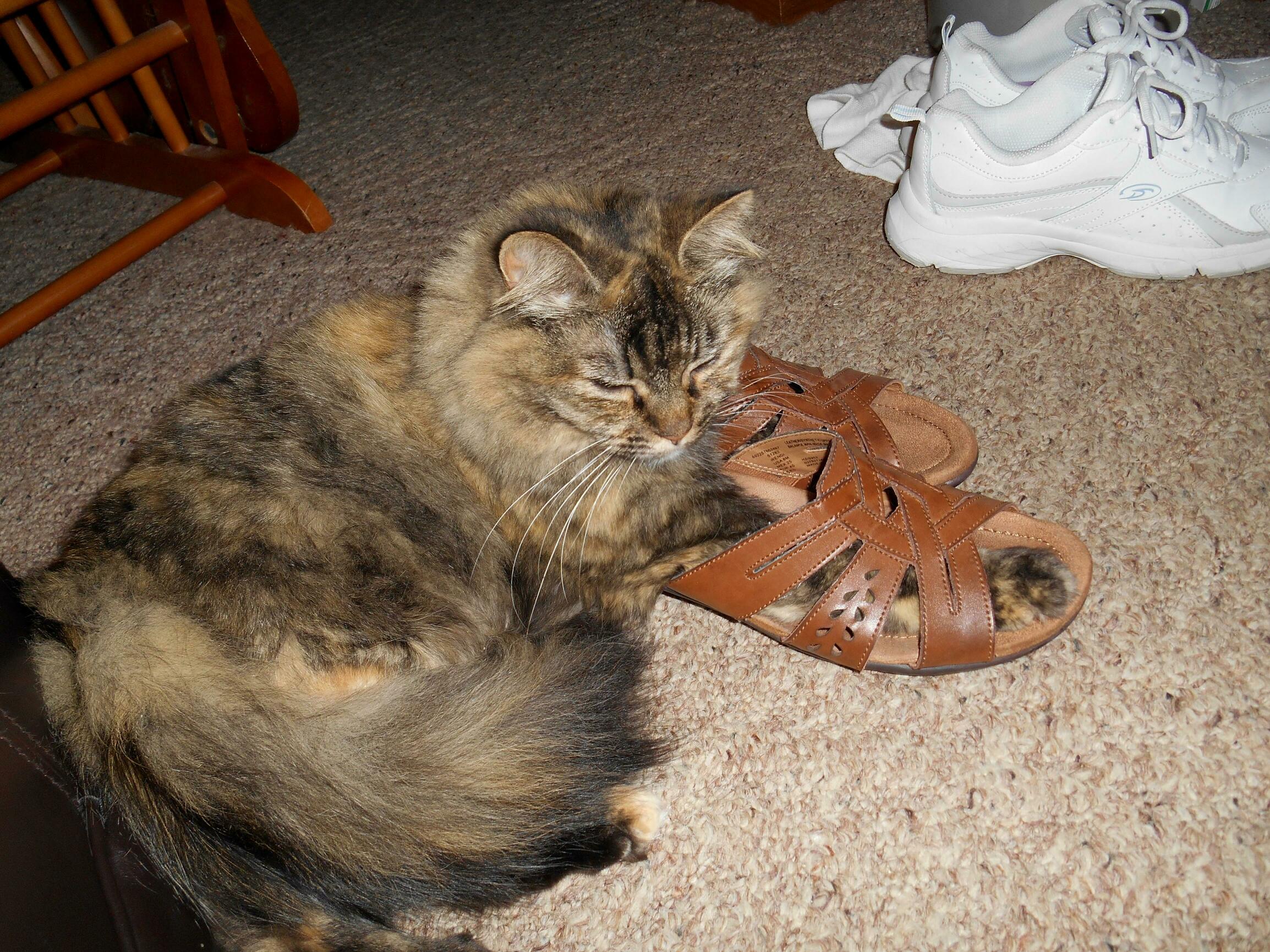 Dinah Is Trying on Moms Shoes. at Least This Time She Wasnt Puking in Them.