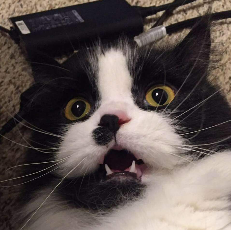 Disturbed Cat