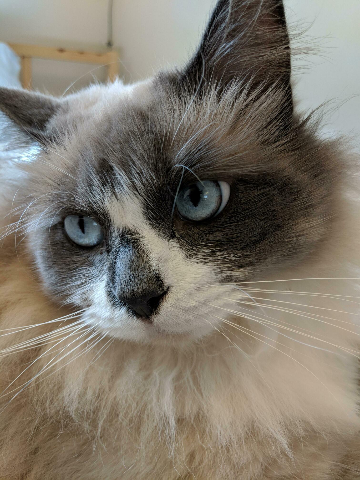 Does Anyone Elses Cat Have Anisocoria with No Other Concerning Symptoms Im Very Worried About My Little Toby