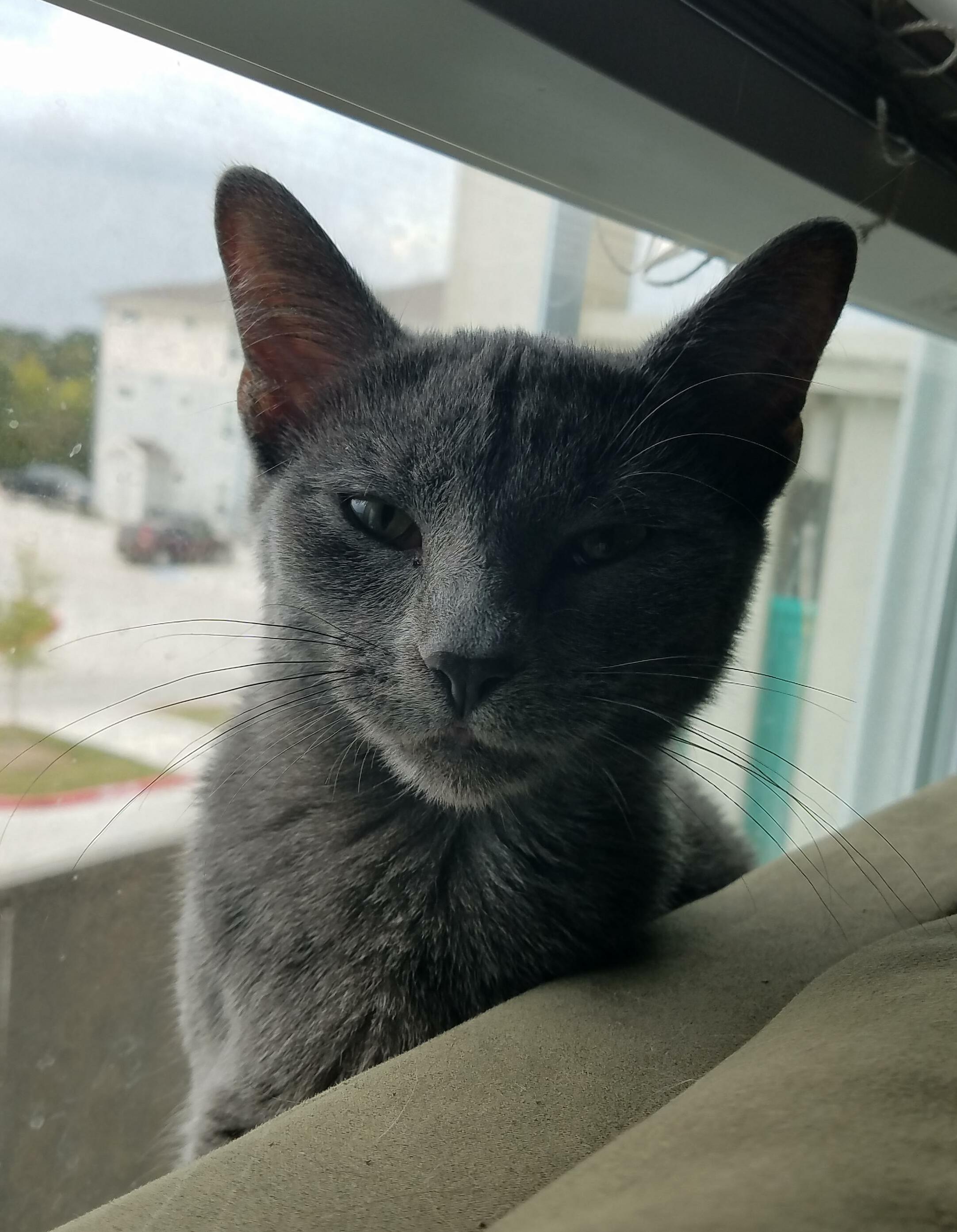 Does Anyone Know What Breed Bear Is Shes a Rescue
