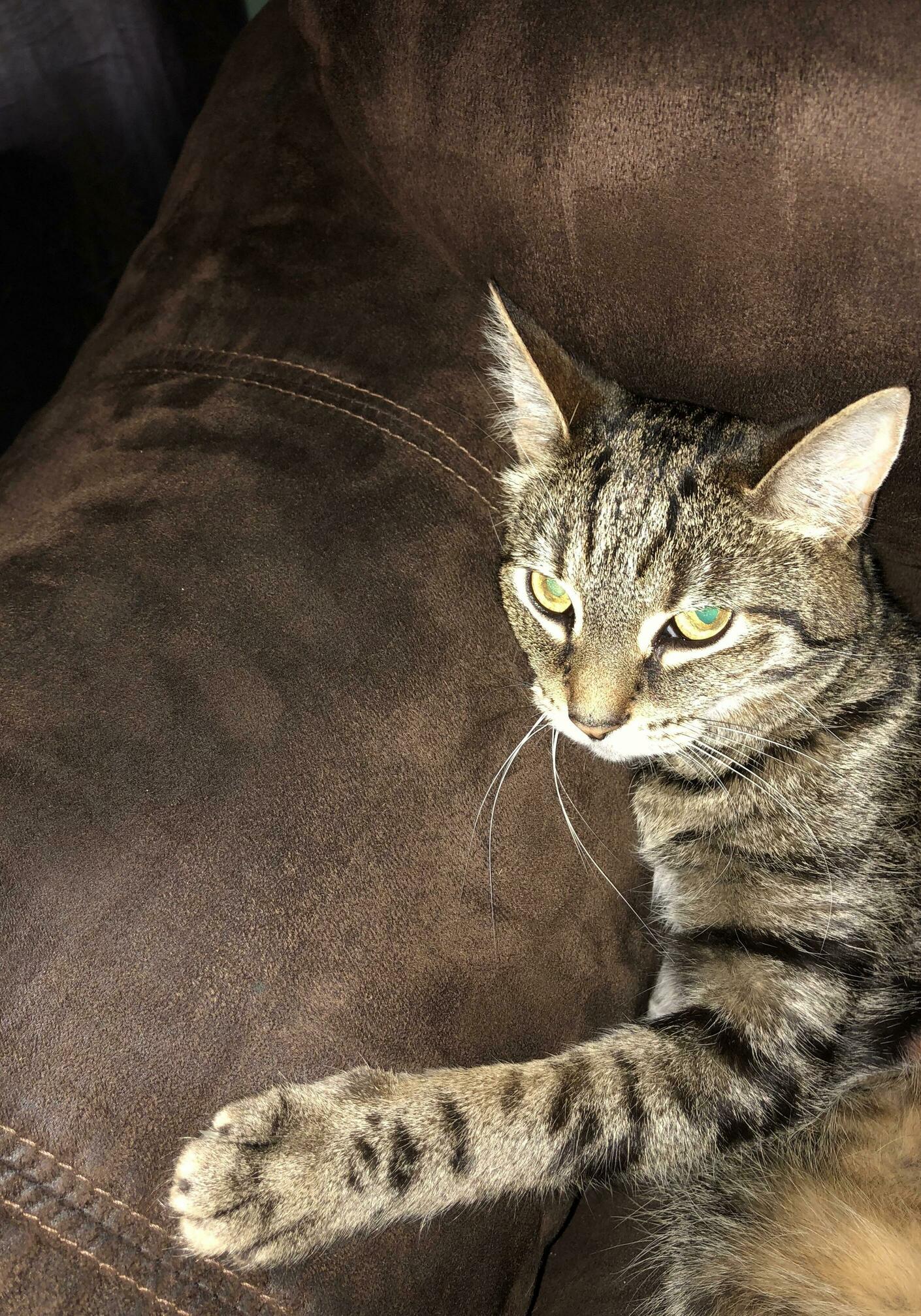 Dont You Dare Lay on My Couch Hooman!