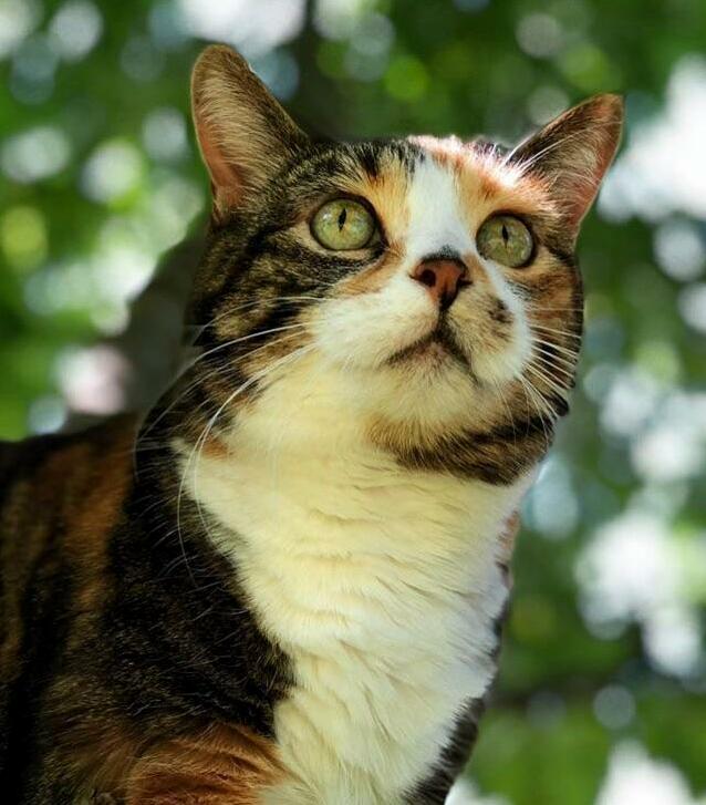 Doras Up in the Trees