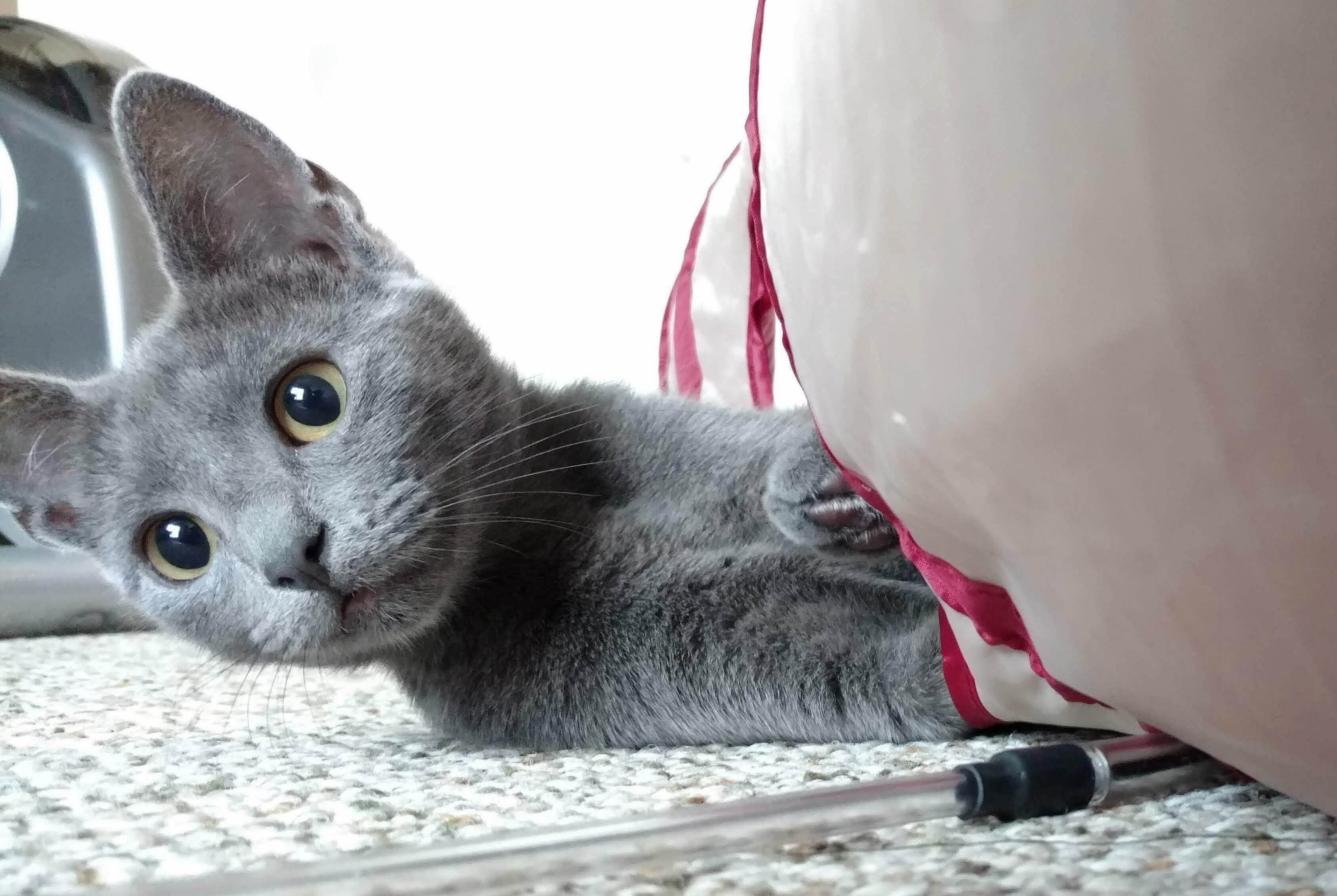 Enjoying Her New Tunnel!