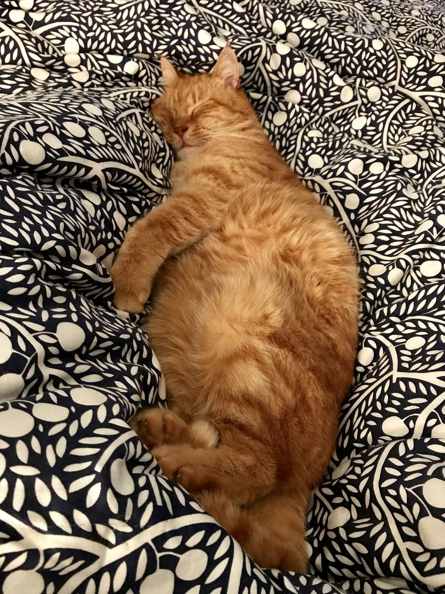 Every Night at Bedtime - Under Those Blankets Are My Legs, One on Each Side.