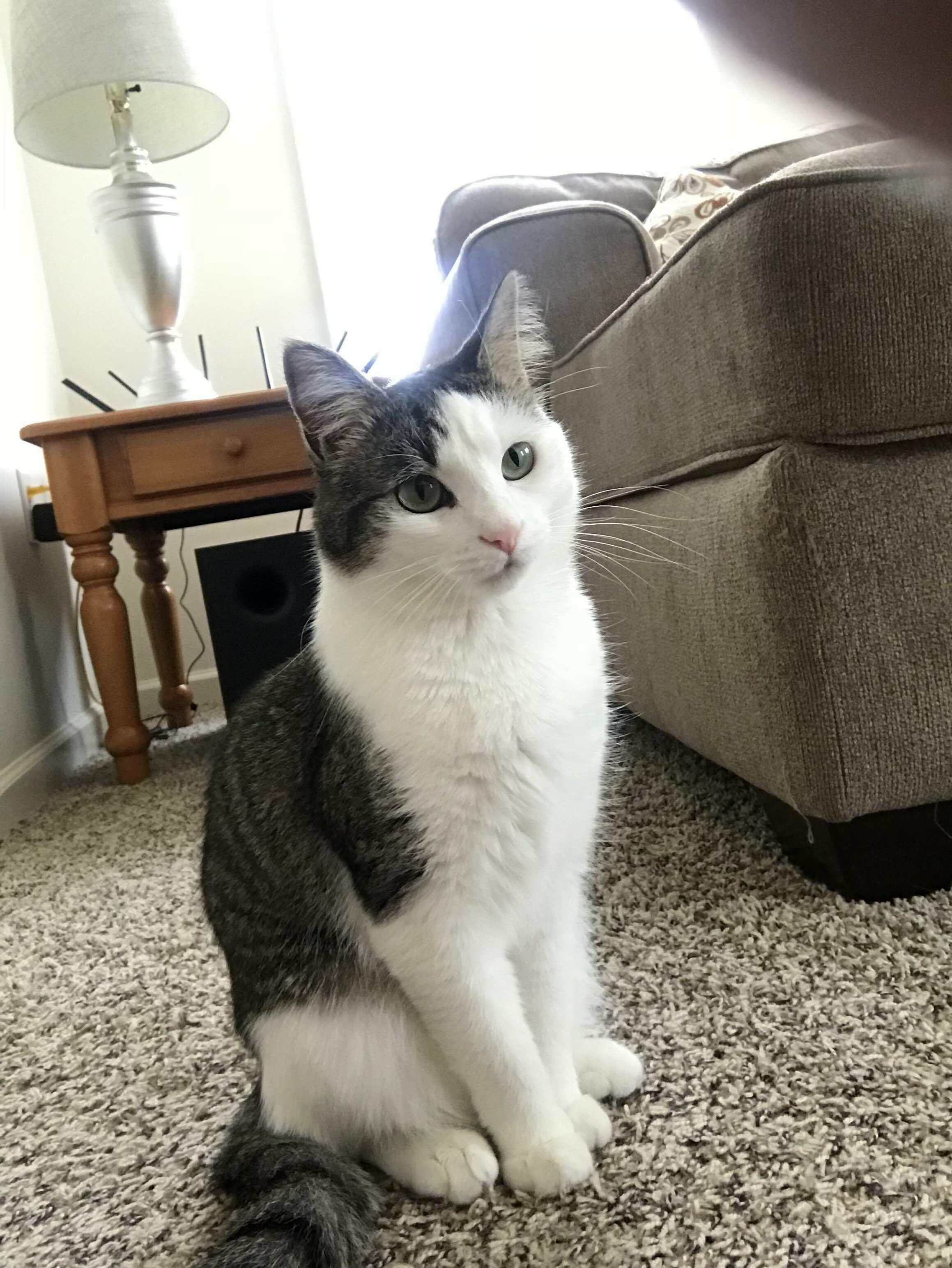 Everyone Meet Pila