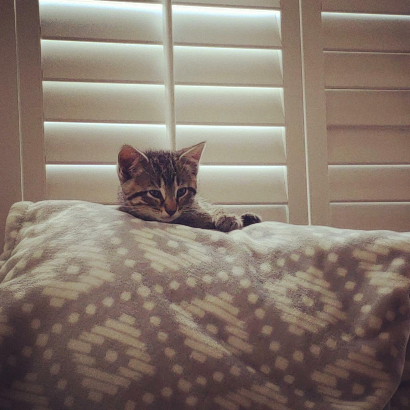 Fancy. Princess of the House. Bad Girl of the Couch.