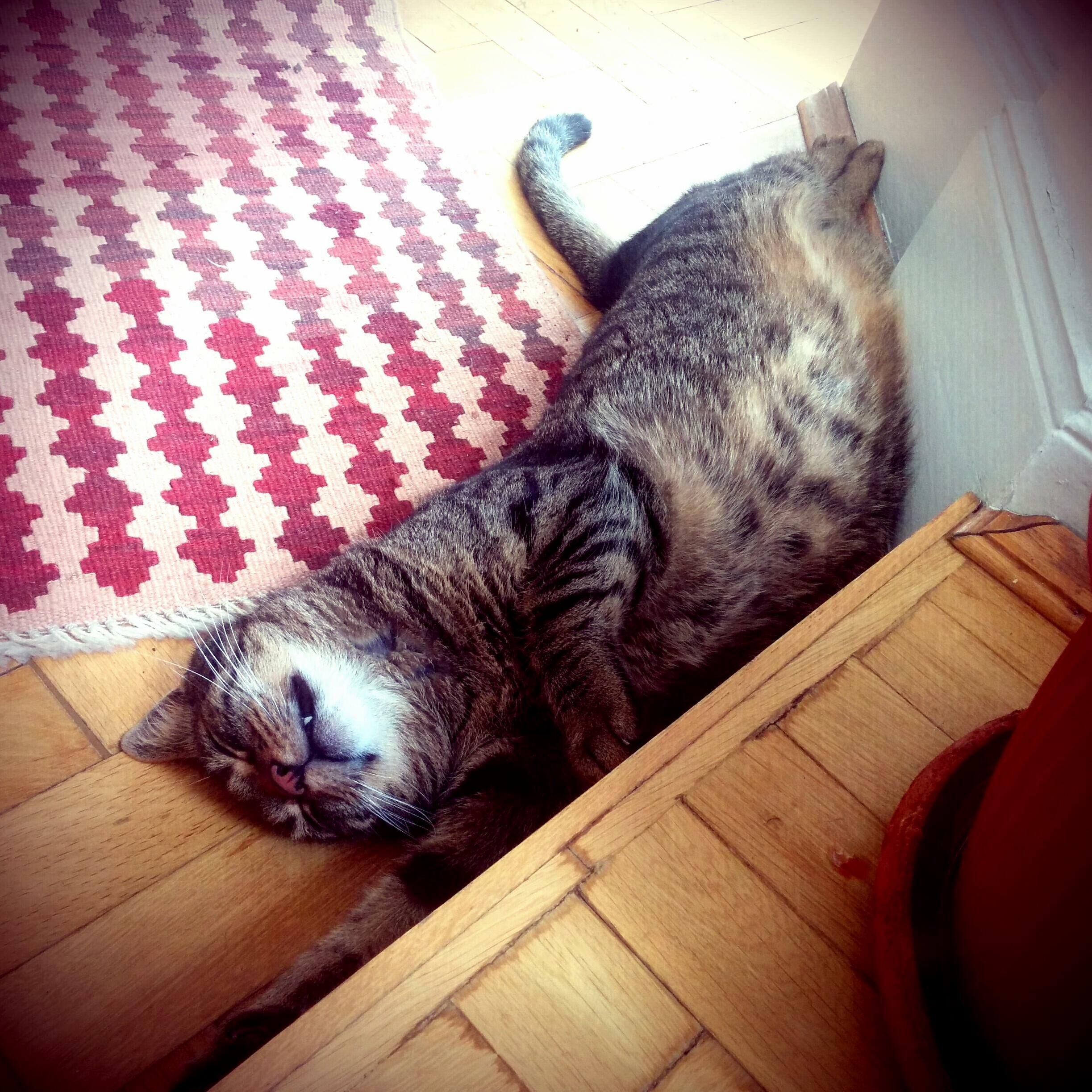 Fat Tabby on Hot Day