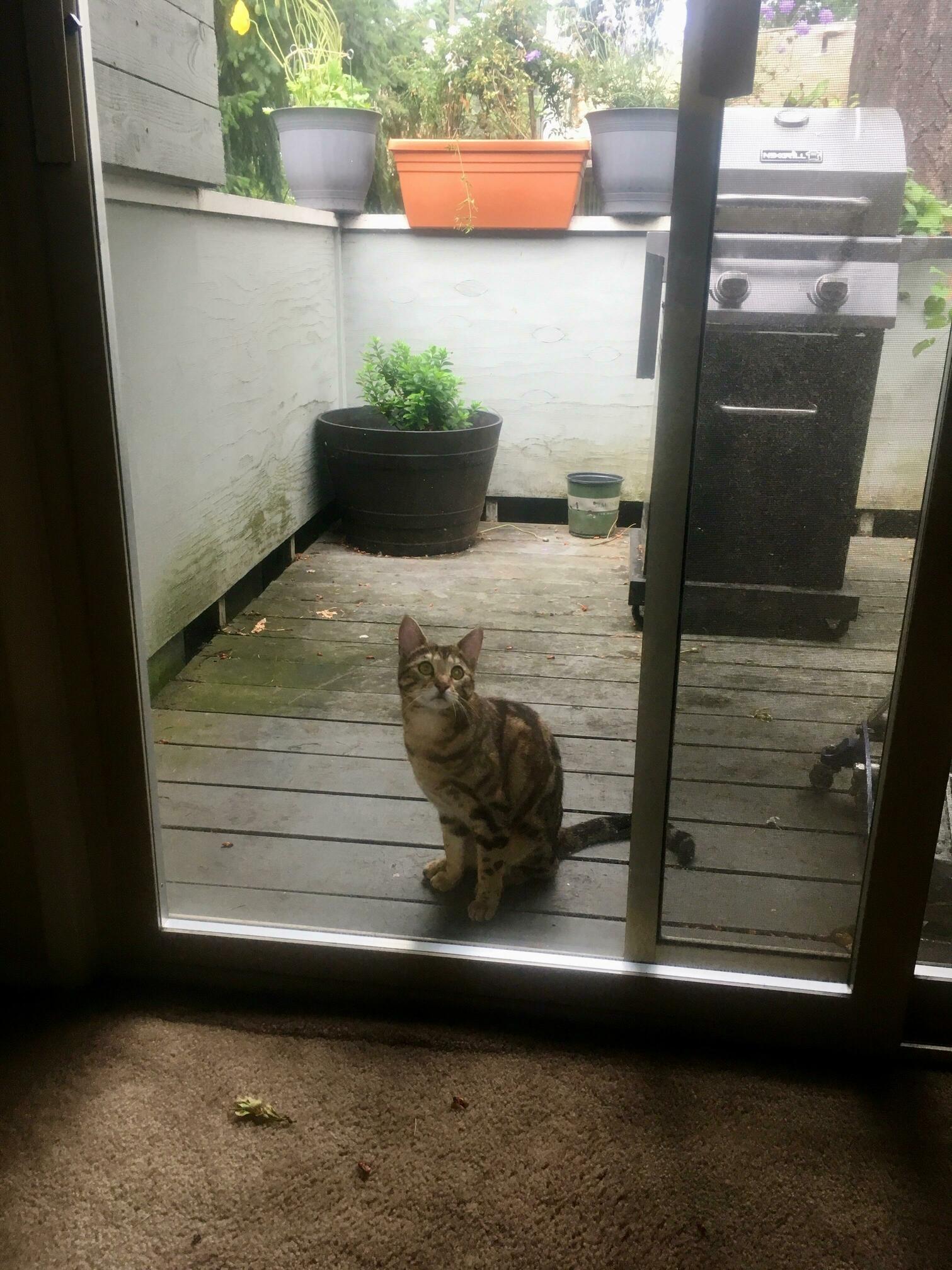 Finally Had a This Is Not My Cat Moment. I Live on the Second Story of My Apt Building.