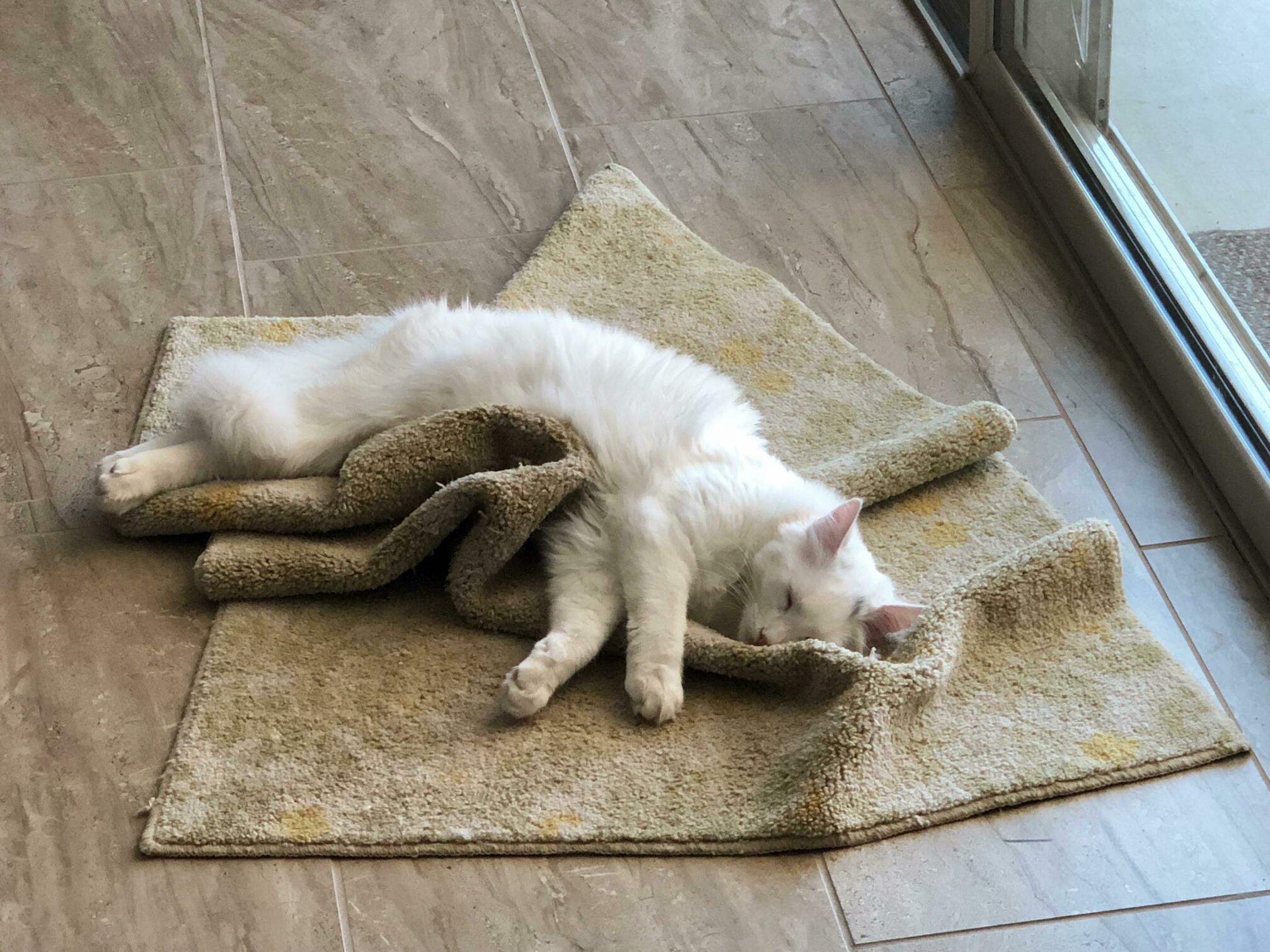 Finn Could Sleep Anywhere