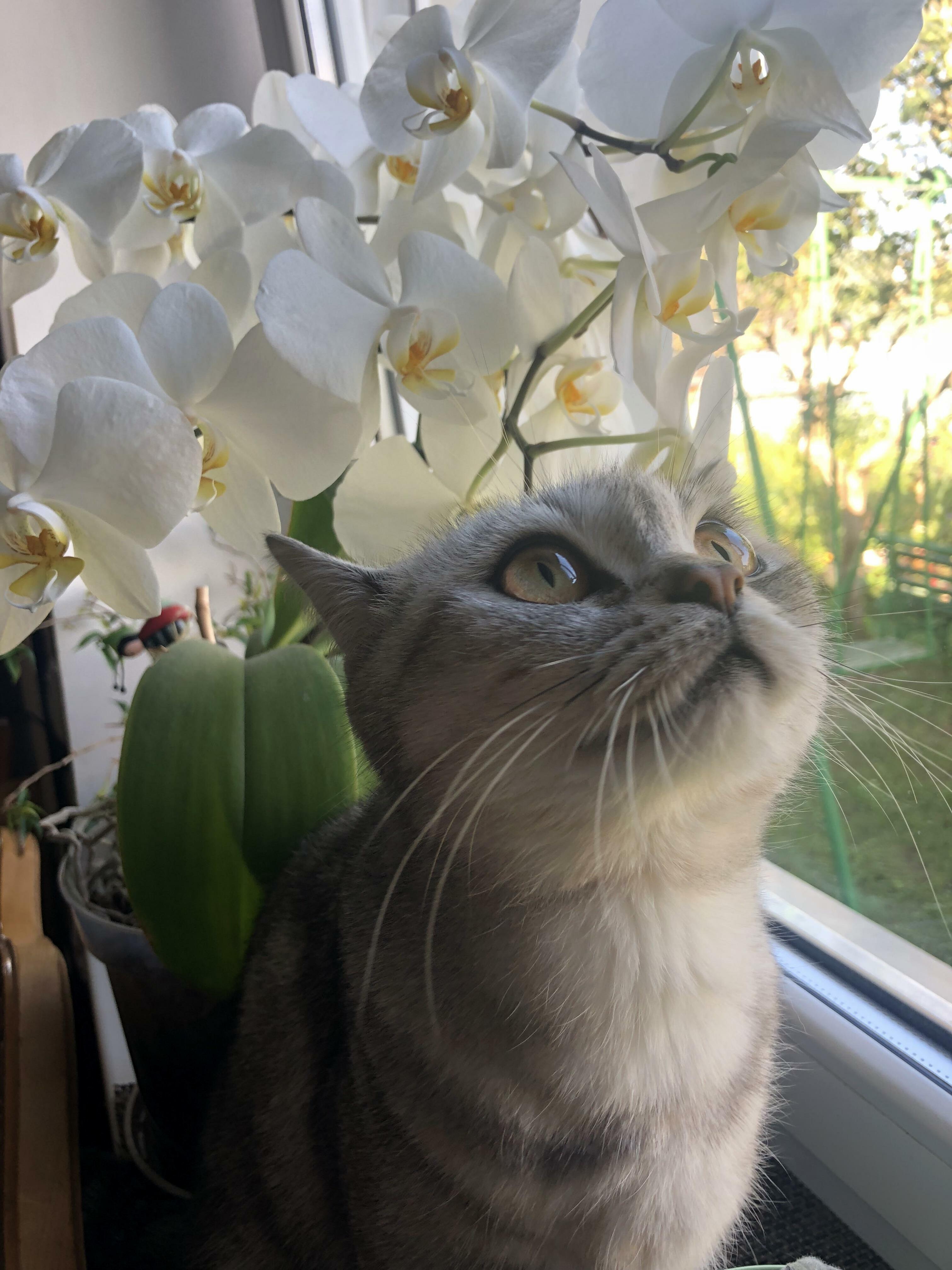 Flower Lady