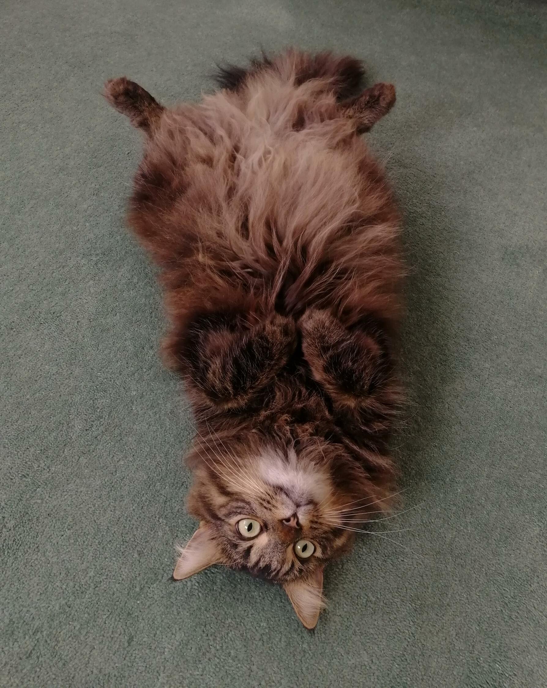 Fluffy Belly