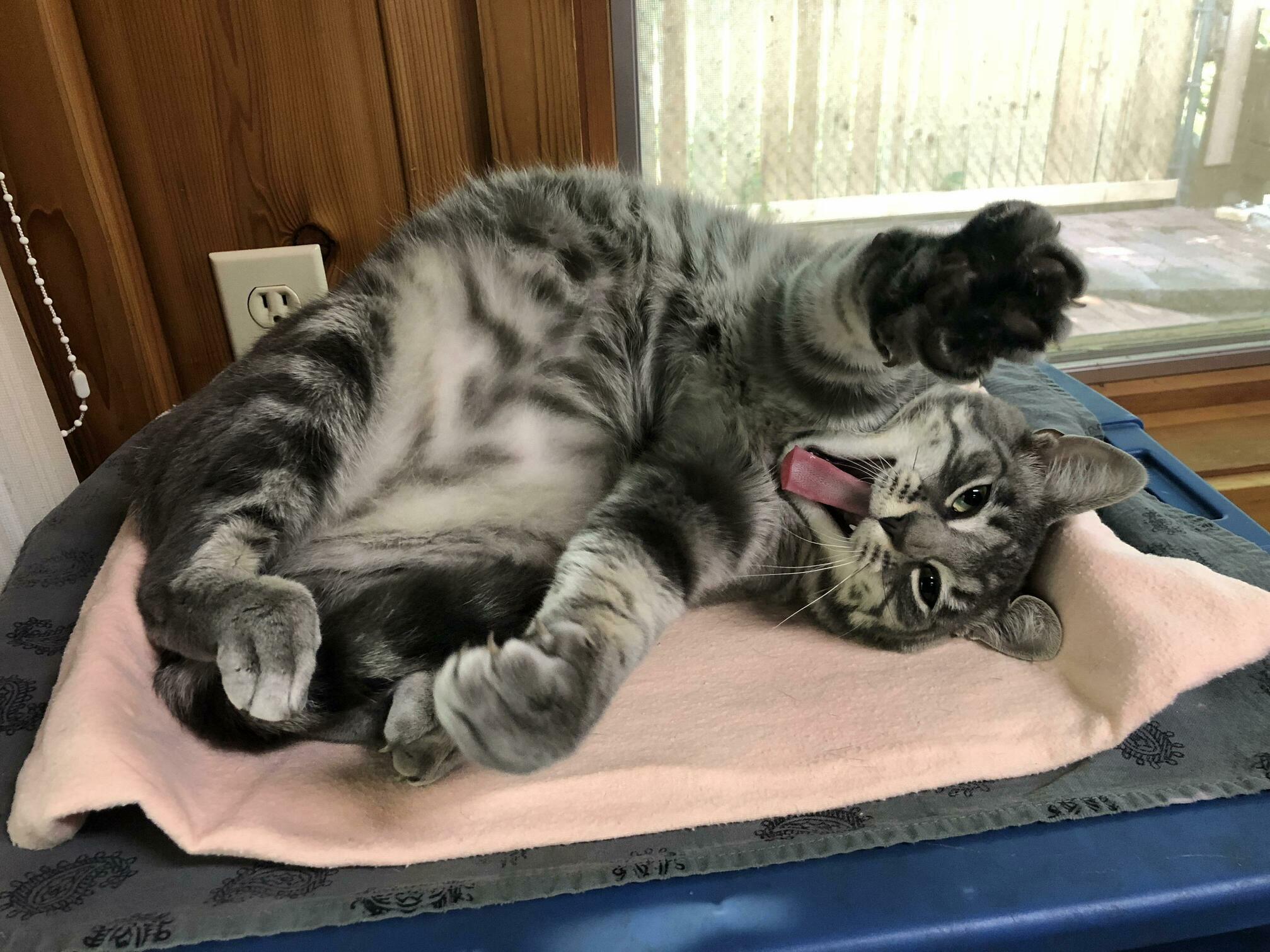Found Charlie in the Middle of the Road in Winter. As You Can See He Loves His New Life.