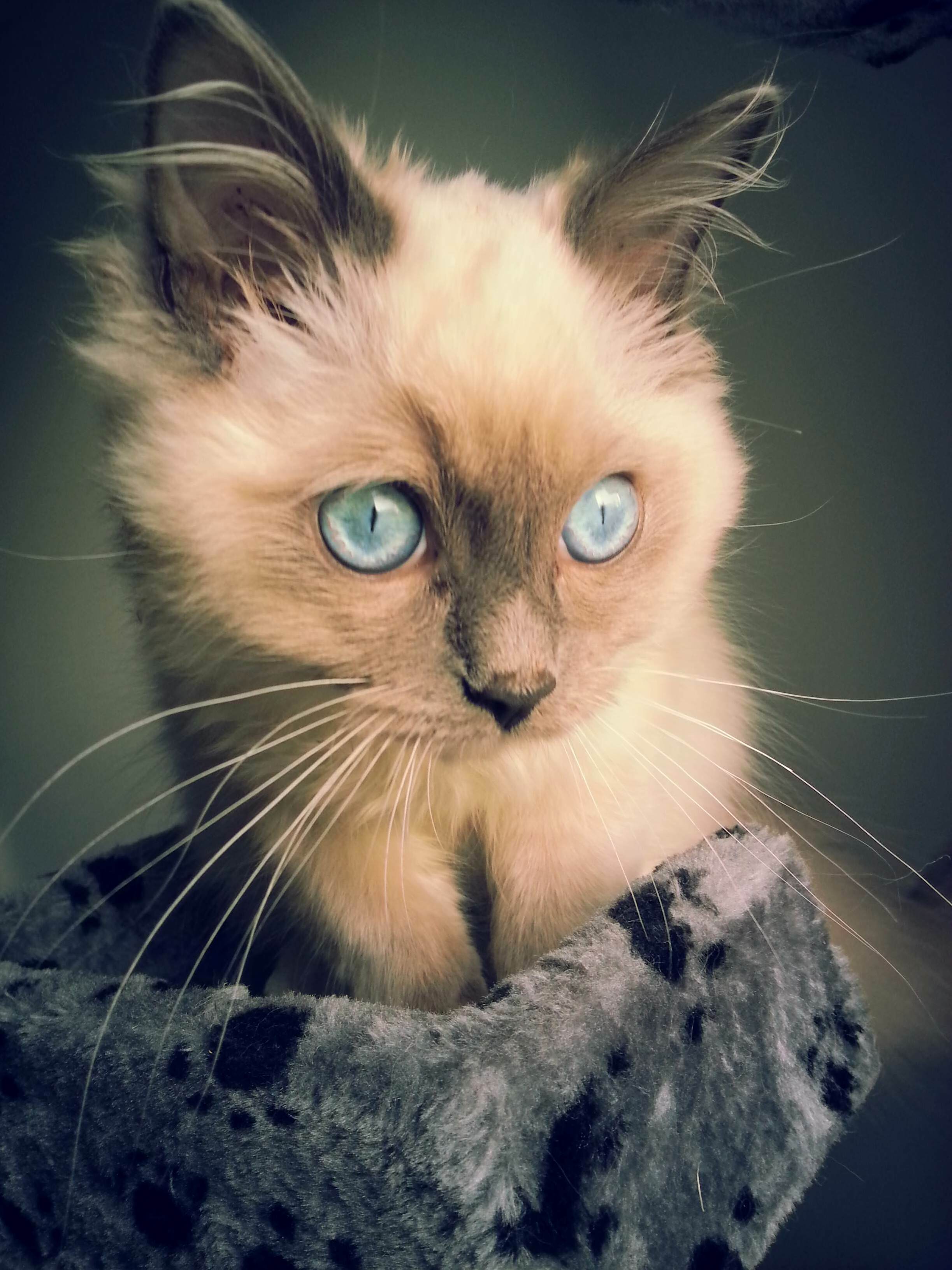 Found Some Old Kitten Photos; Reddit, Meet Loki!