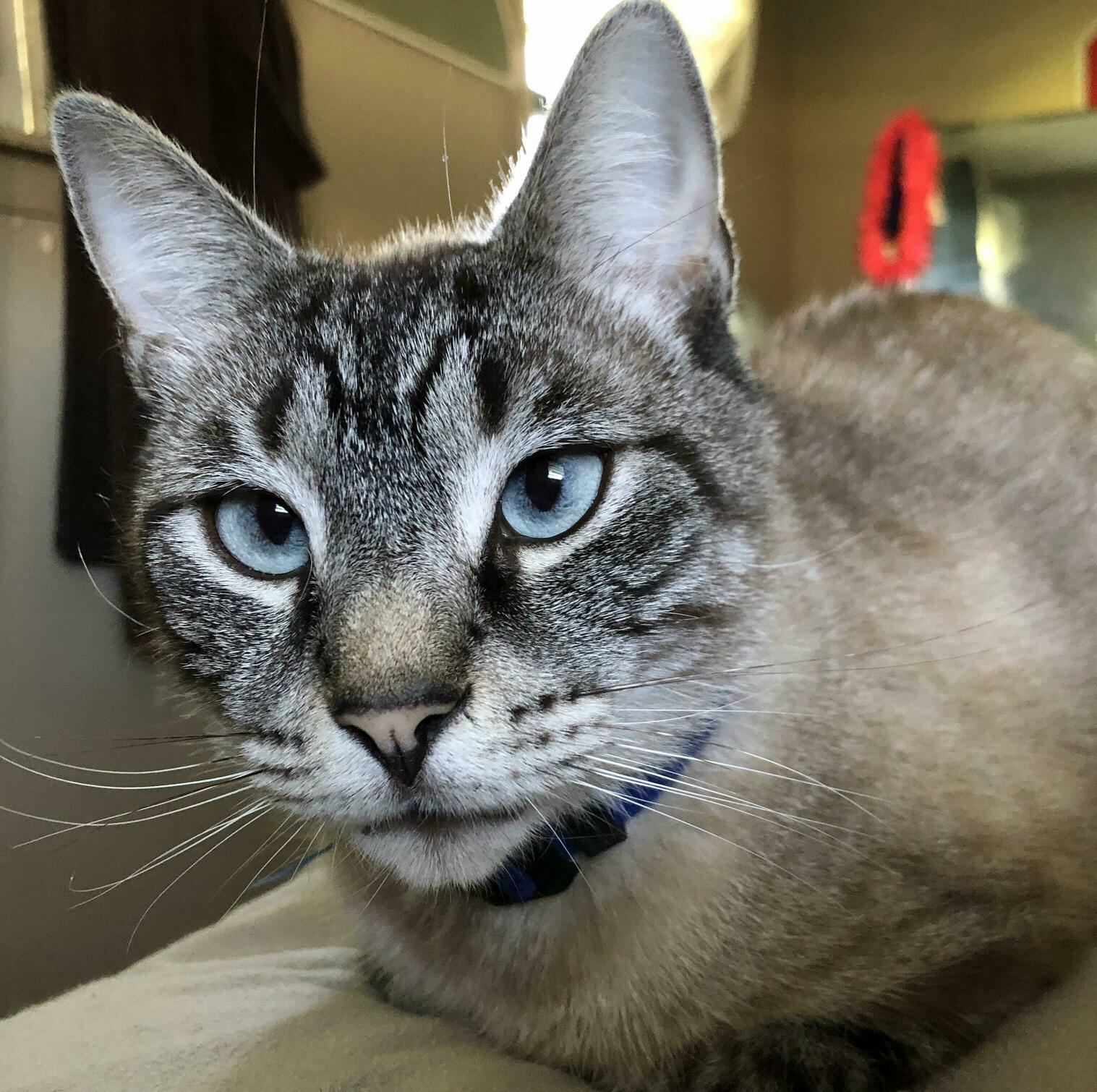 Frank. Hes Kind of a Dick but Hes Cute and He Snuggles.
