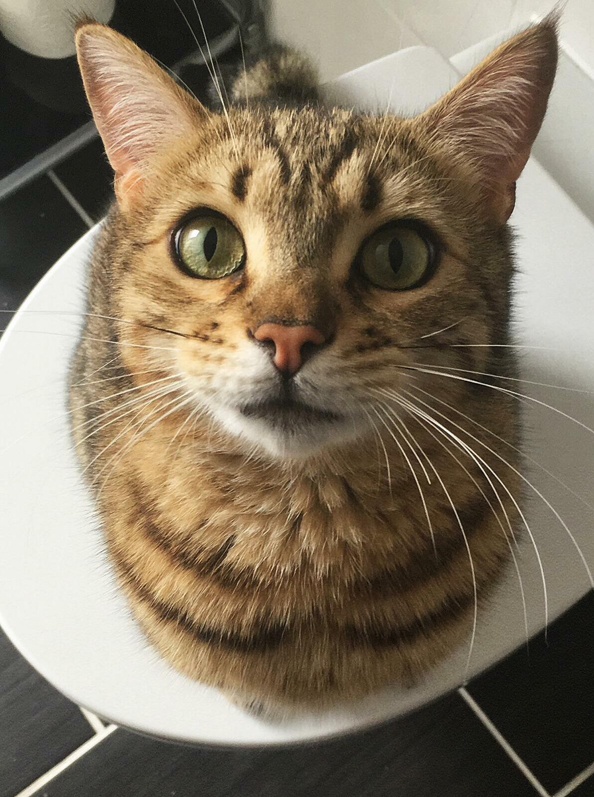 Freddys Urgent Pet Me Look.