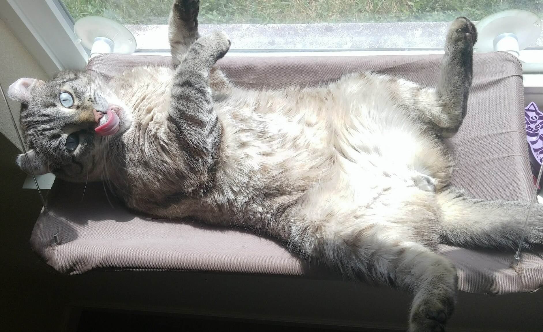 Gadget Loves Laying in the Sun in His Hammock