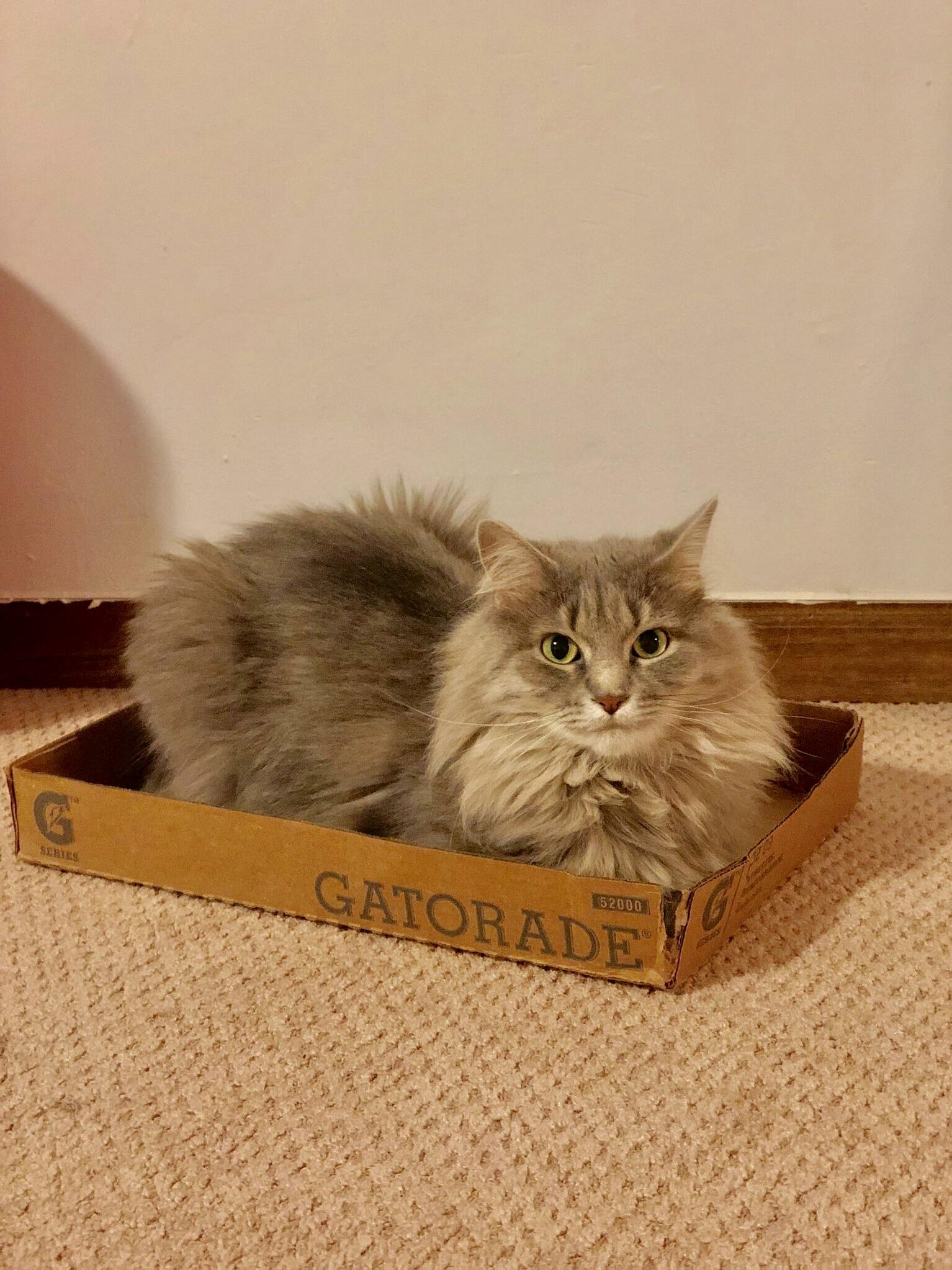 Gatorade Kitteh