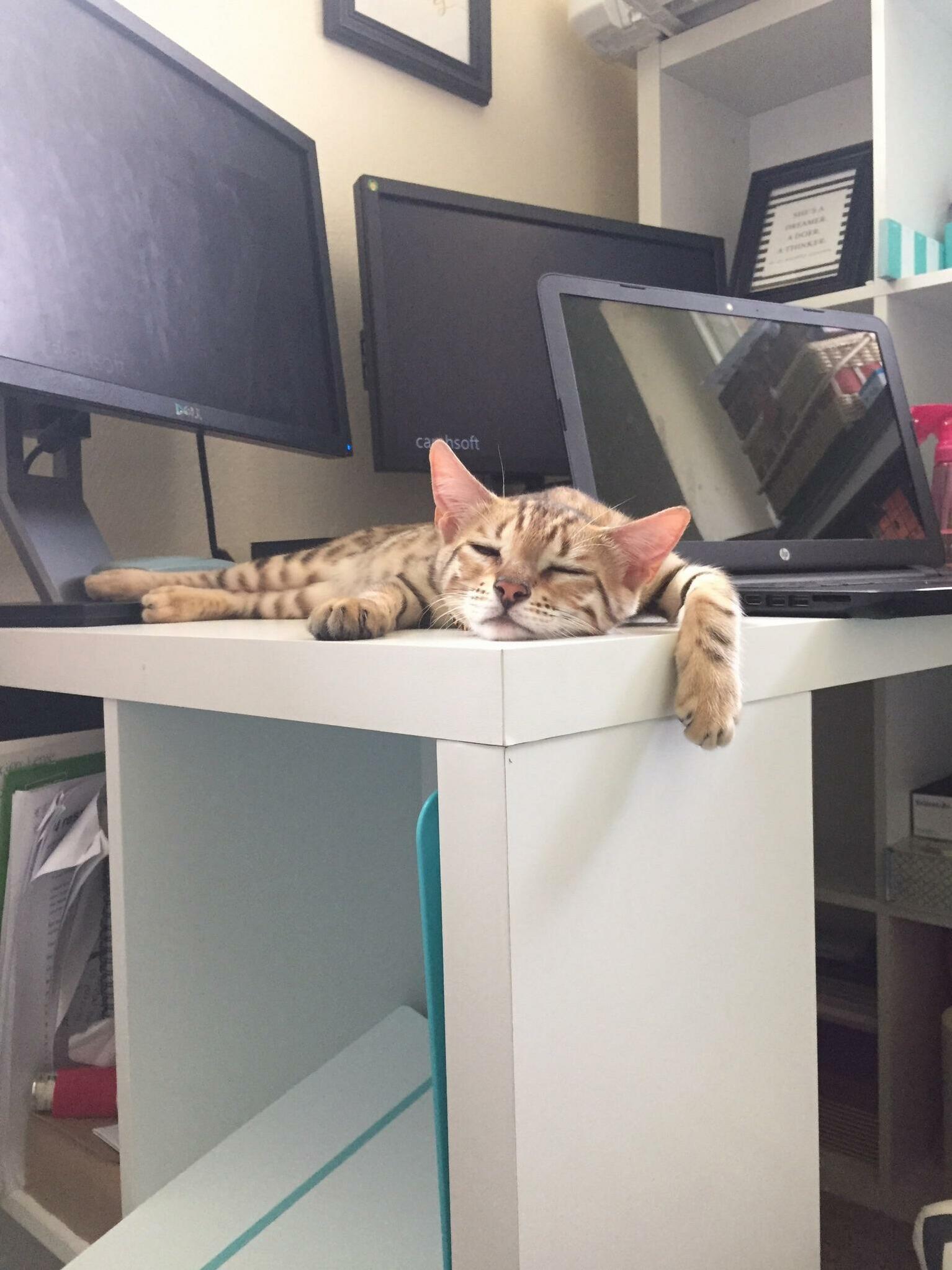 Going Back to Work After a Long Holiday Weekend ... the Struggle Is Real