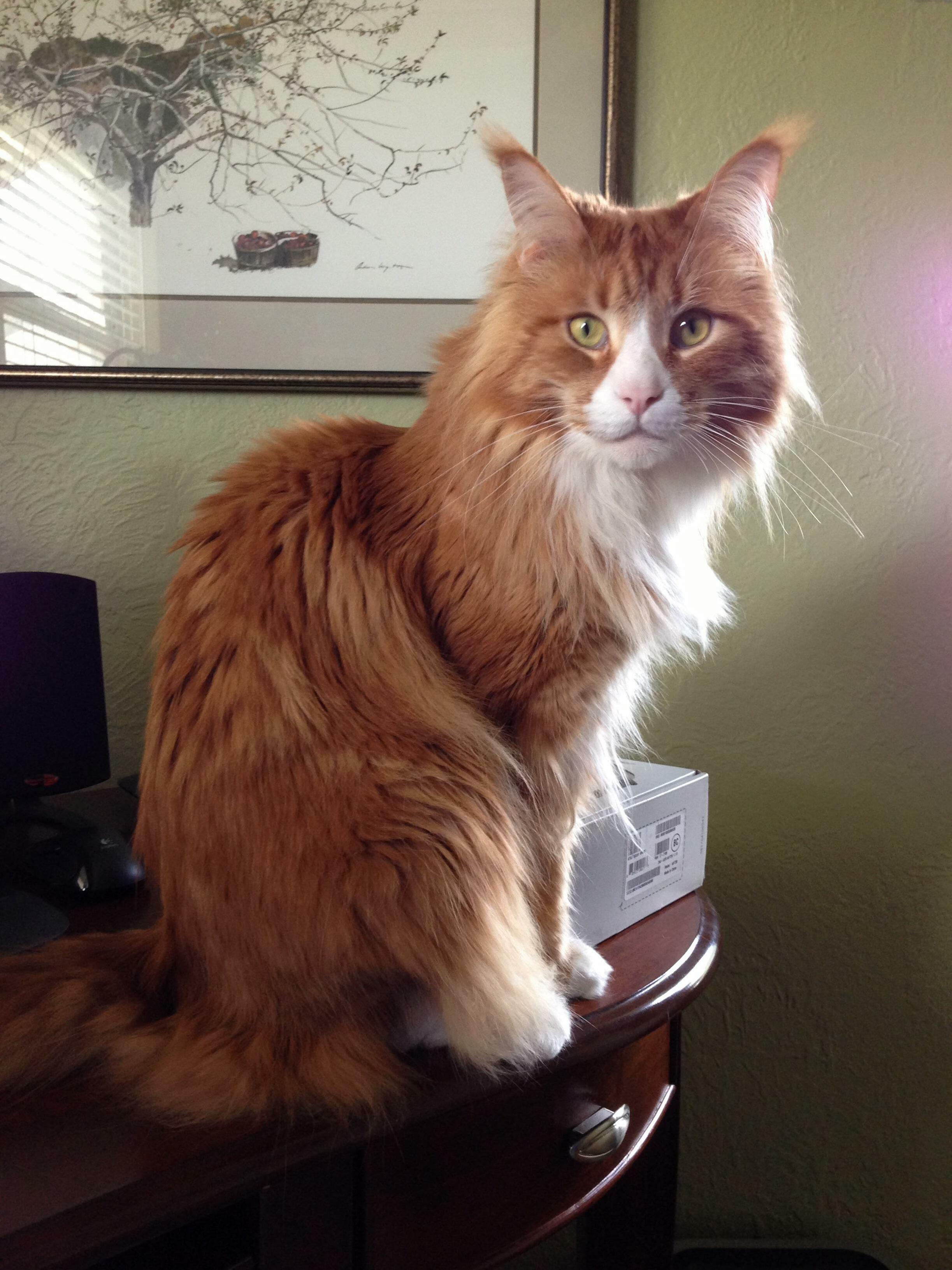 Goodbye, You Magnificent Beast.