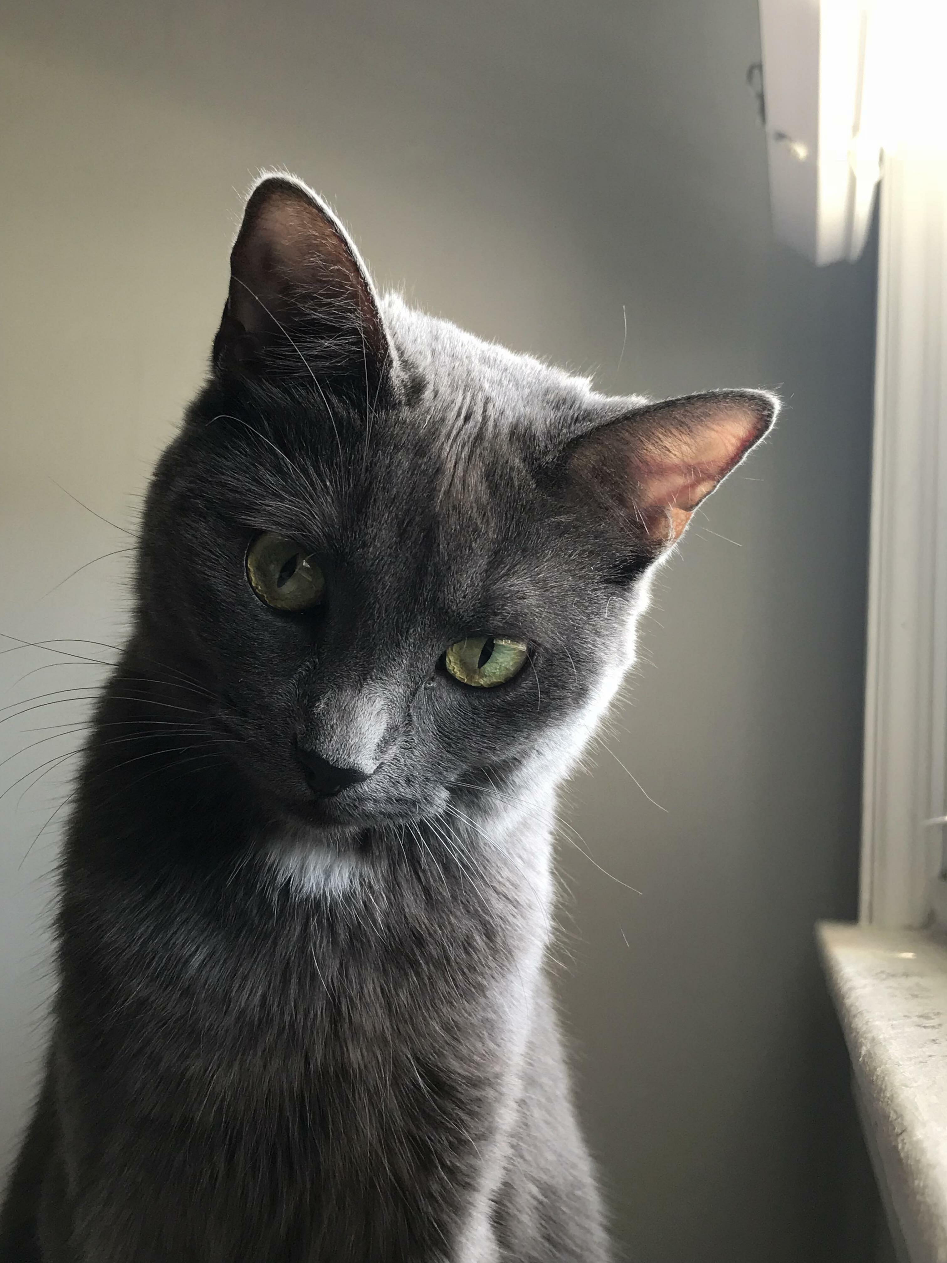Green Eyed, Blue Furred Baby