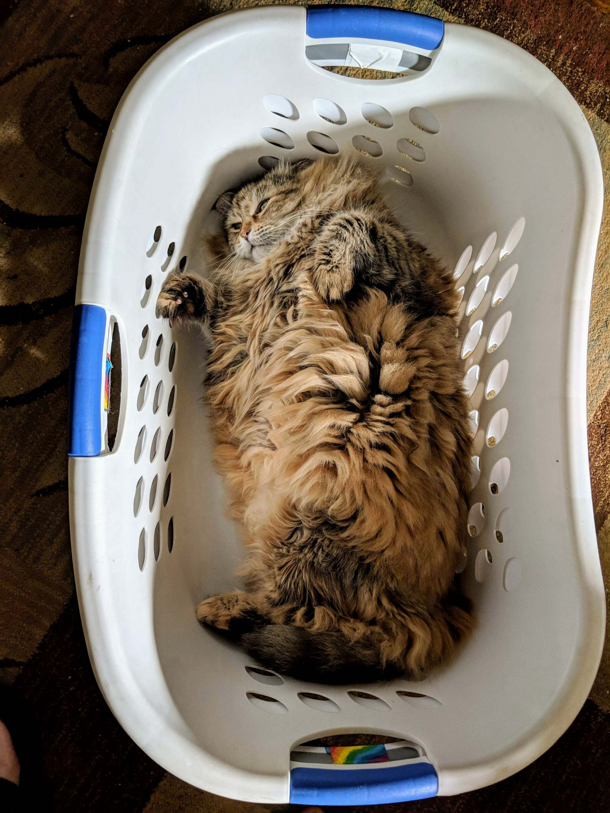 Guess Ill Get to the Laundry Later...