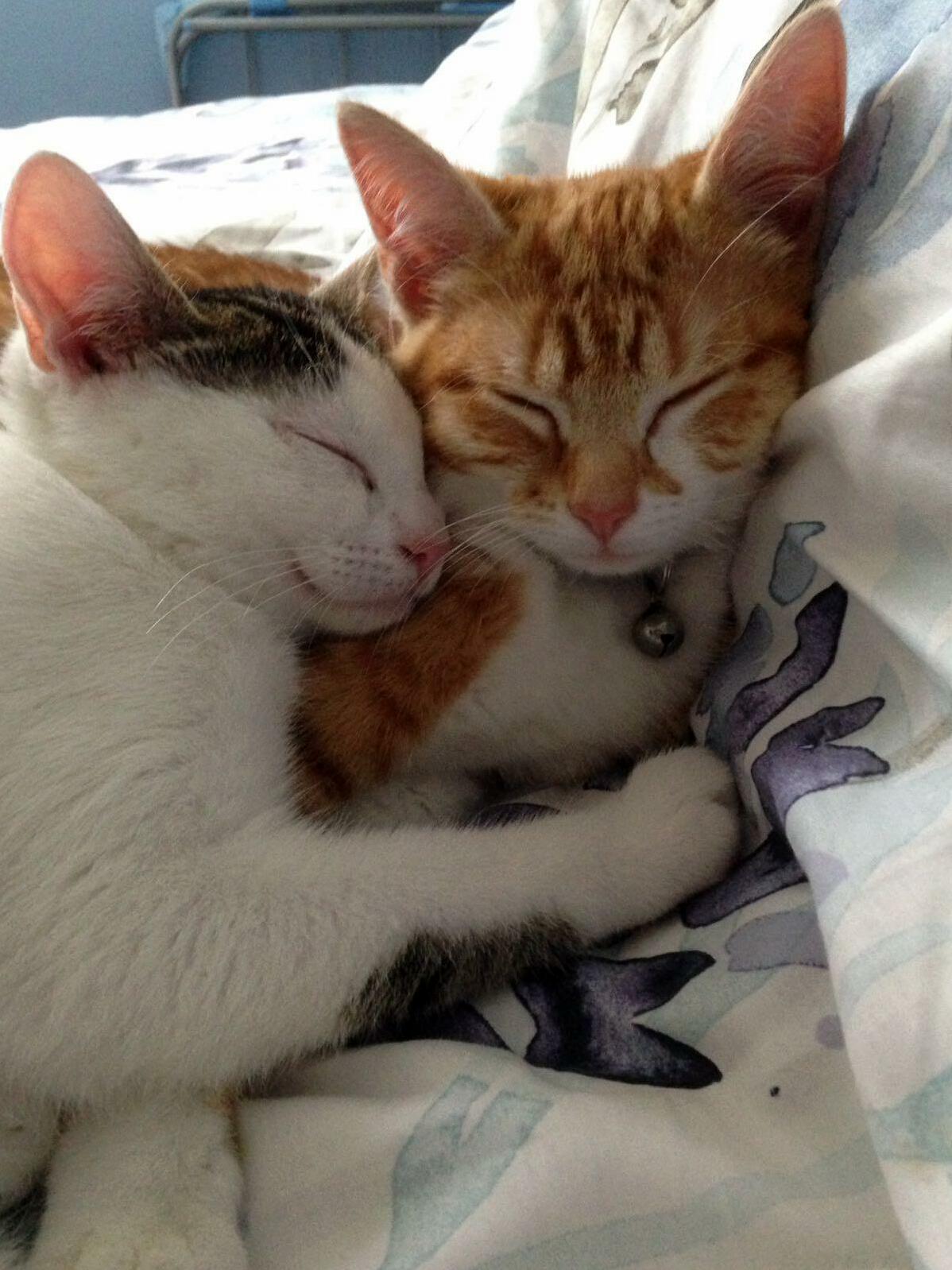 Had These Two for 6 Months Now. the Absolute Loves of My Life! Merry & Pippin.