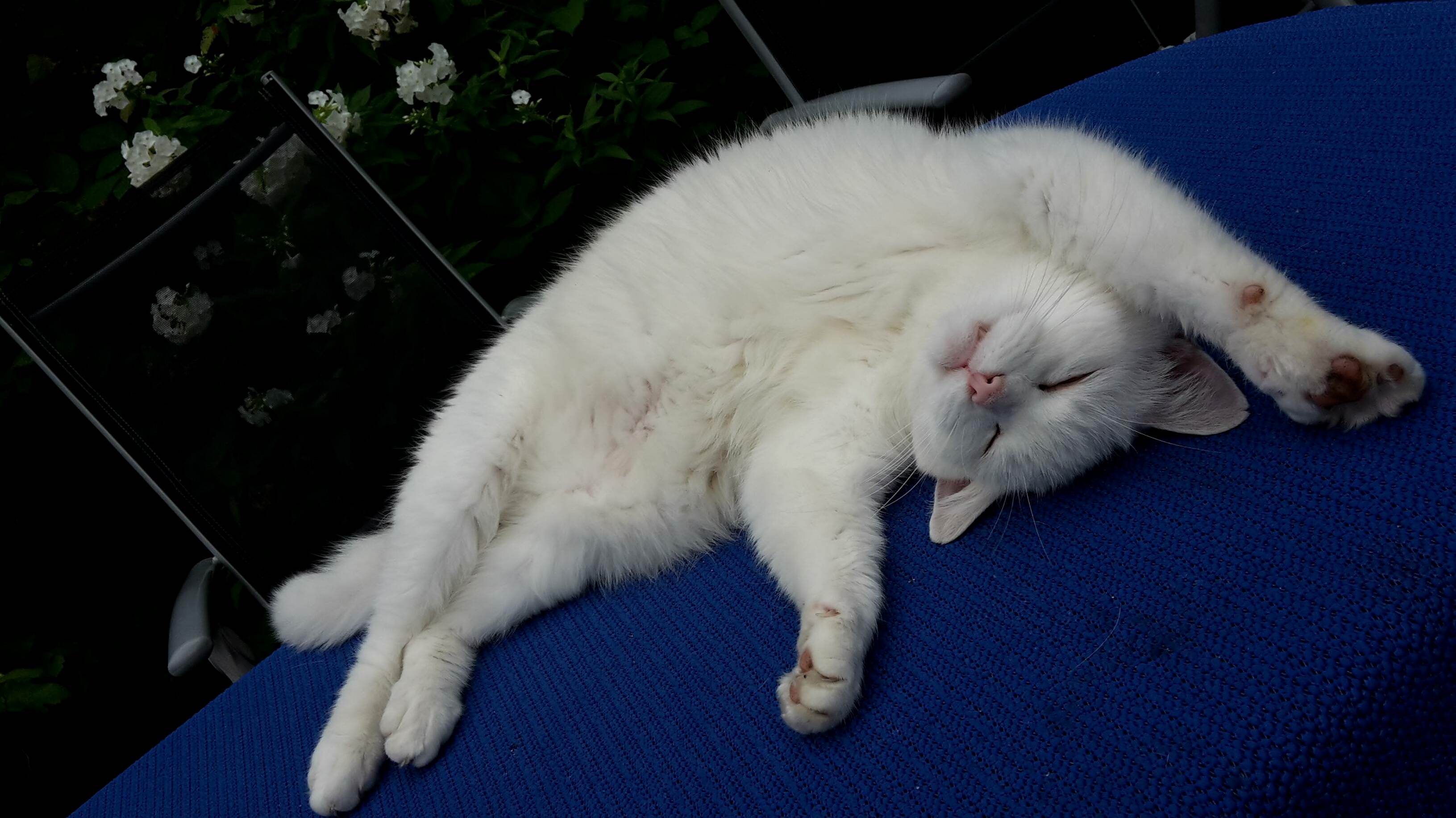Happy on the Garden Table