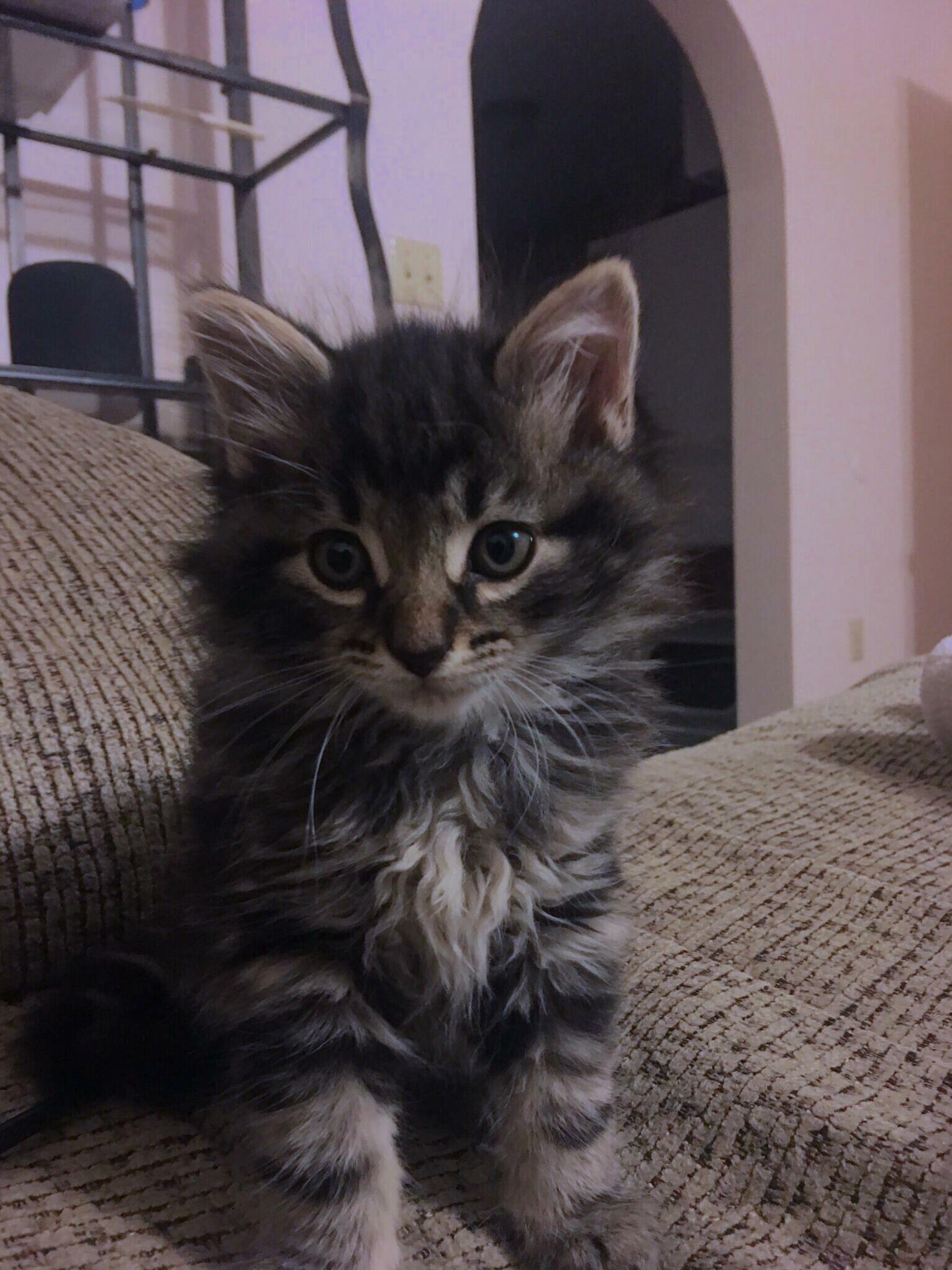 Have Had This Girl for Two Weeks Now. Took Her to Her First Vet Appointment and It Turns Out She Is a He. Its Okay Luna, Many People Suffer from Gender Crisis