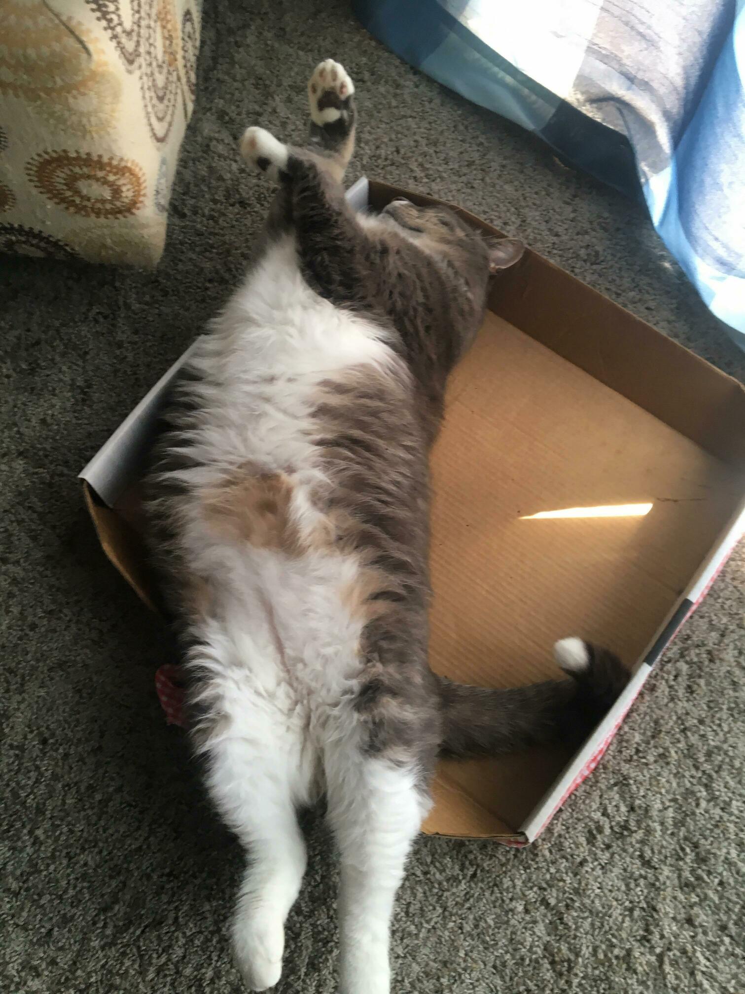He Got a Little Sleepy After Gifting Me a Mouse.
