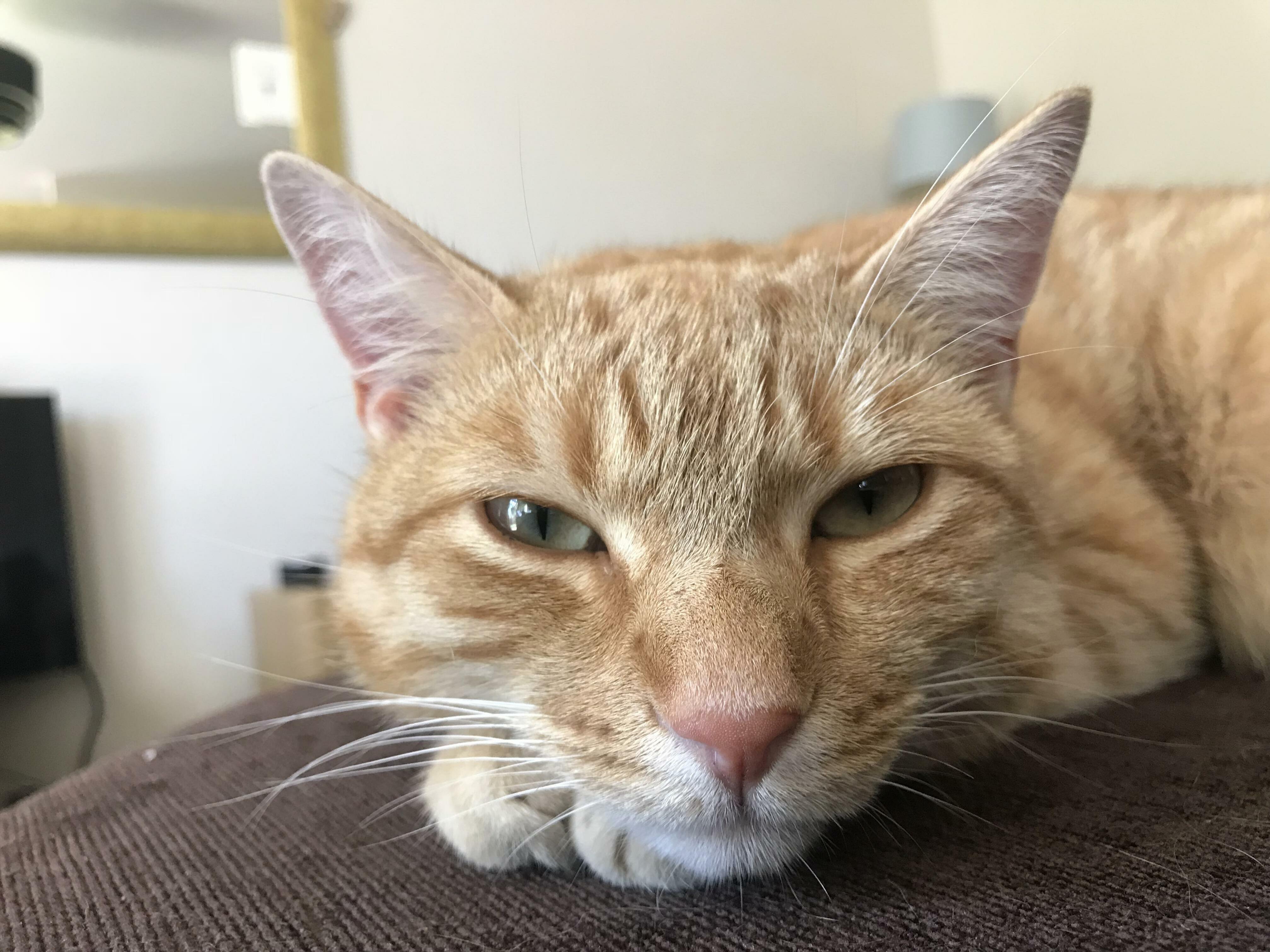 He Is a Photogenic Kitty