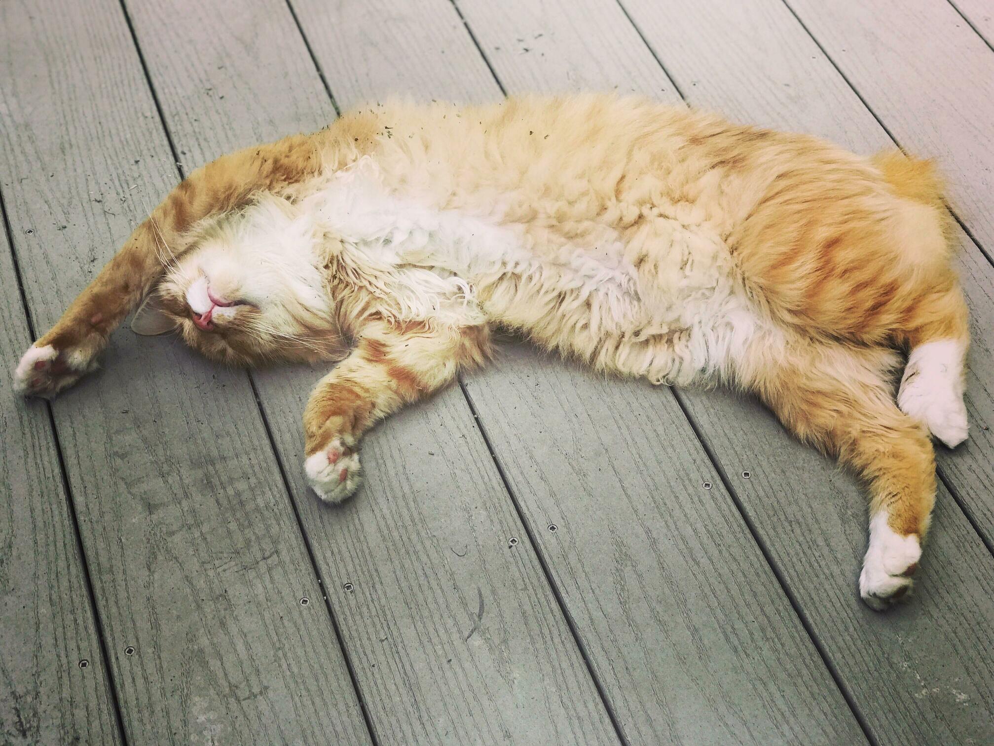 He Is Dosed and Spun with Catnip