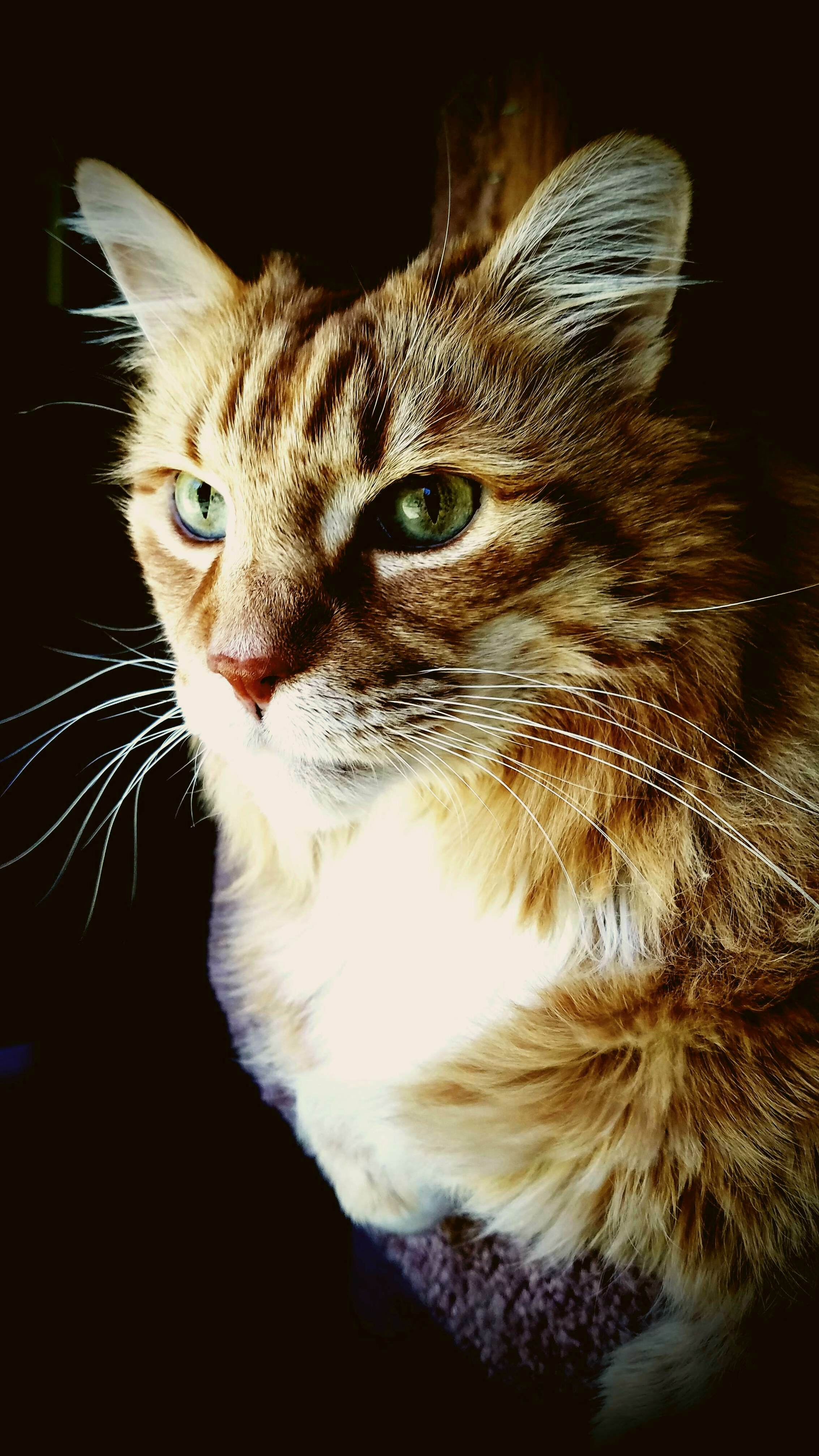 He May Be an Old Man at 13 Years Old, but Hes Never Looked Better.