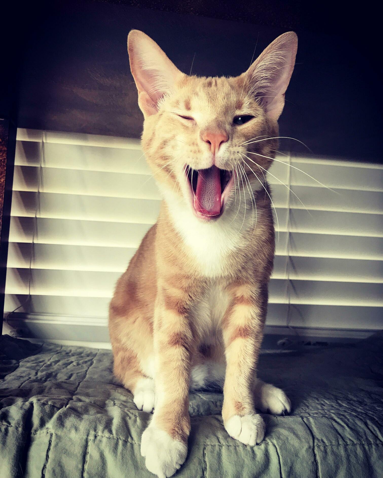 He Steals All the Hearts
