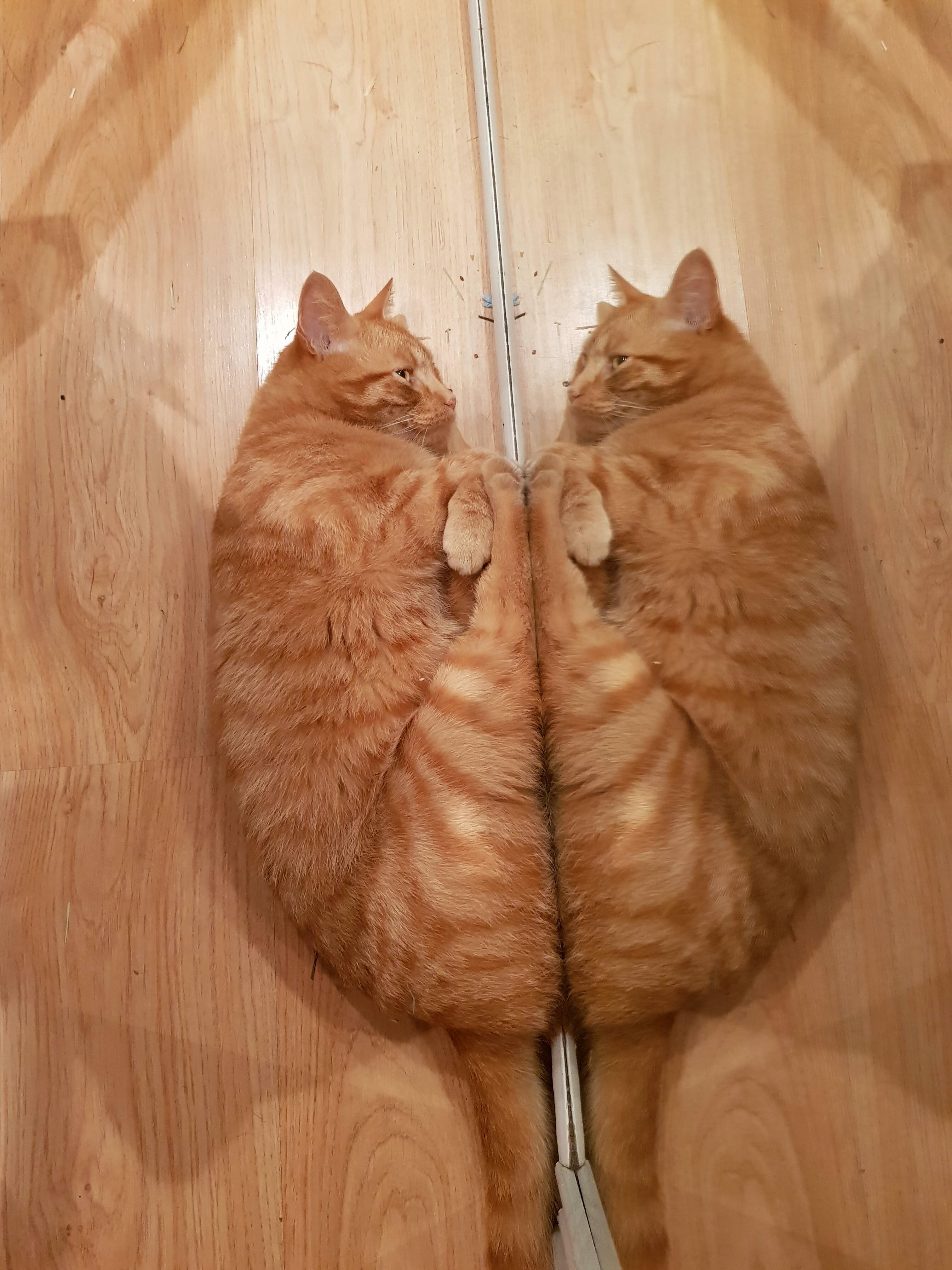 He Wanted to Be a Butterfly Tonight.