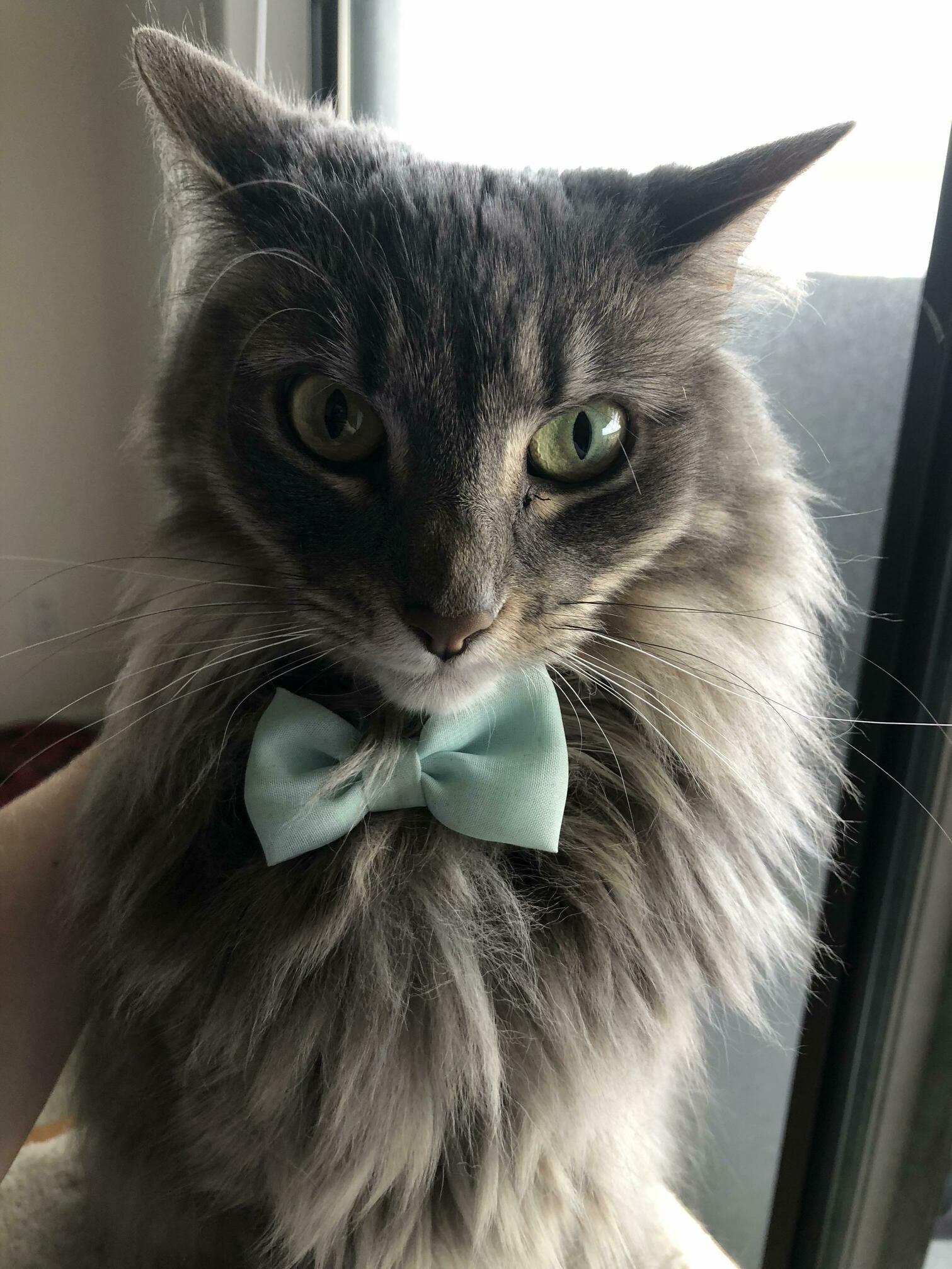 Hello, Im Here for My Job Interview.