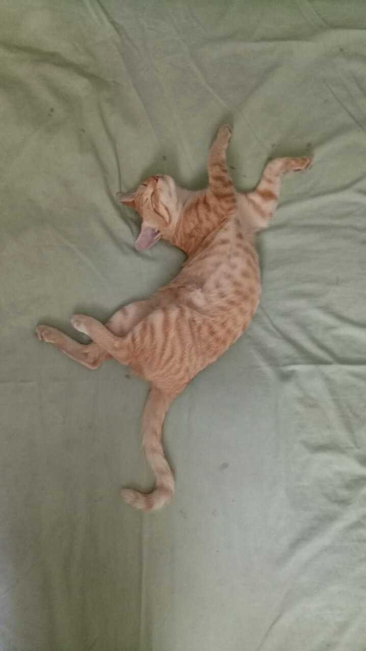 Her Dream Is to Be a Ballerina