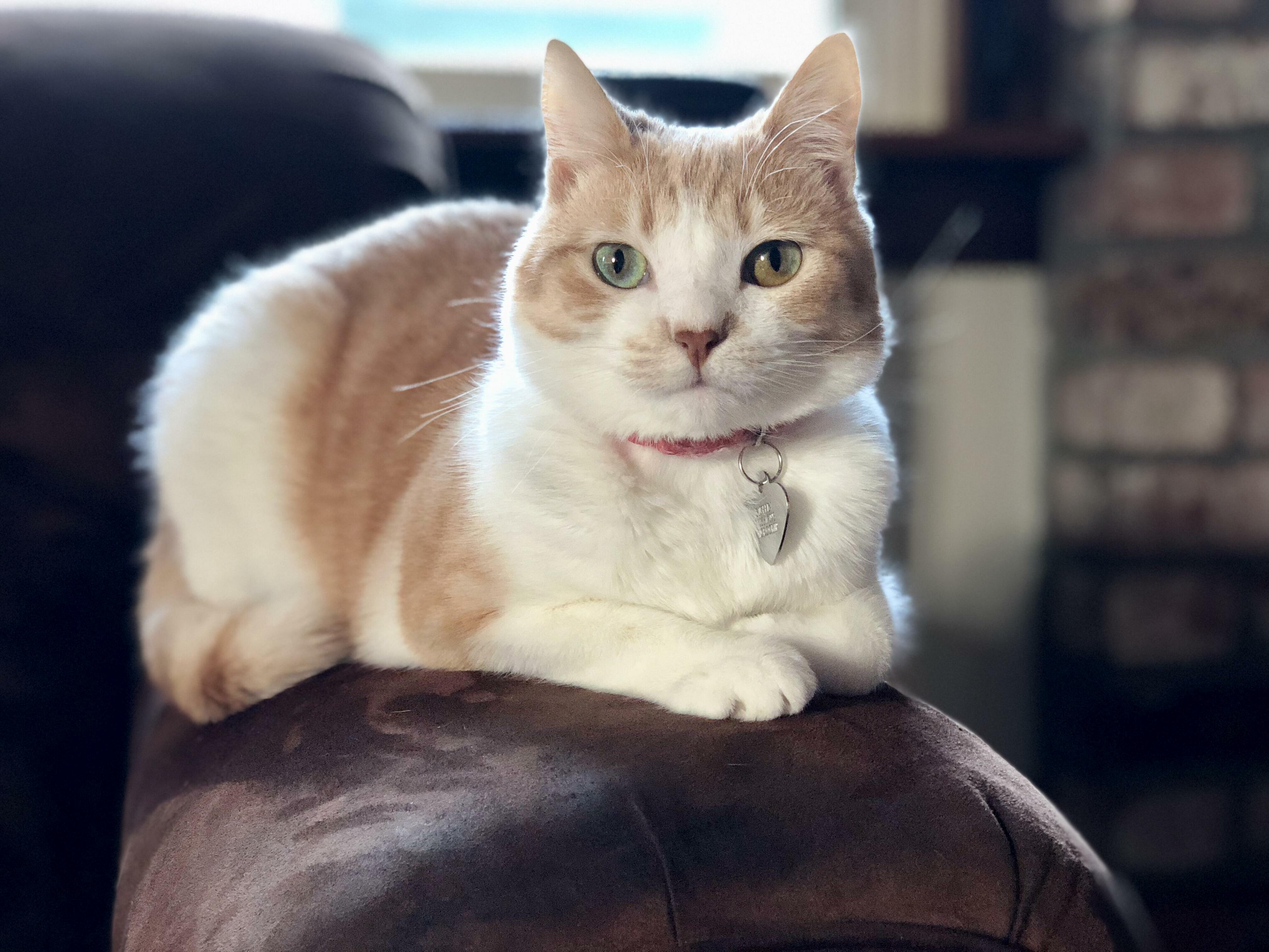 Her Name Is Muffin and She Gets Everything She Wants.