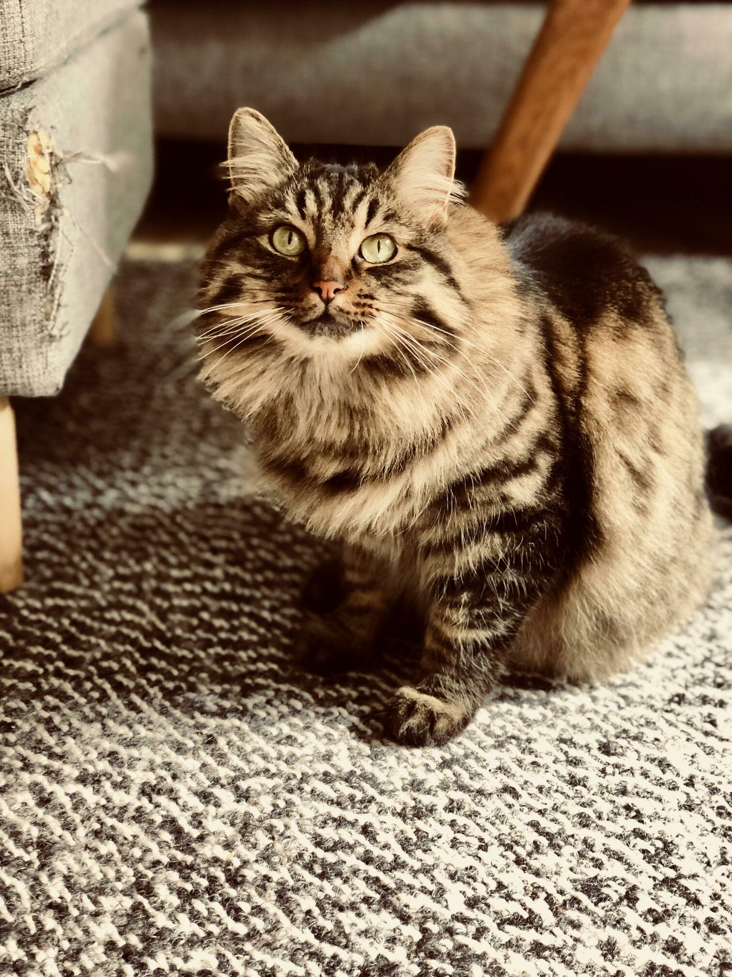 Here Is My Cat Sitting Next to What She Loves Doing the Most