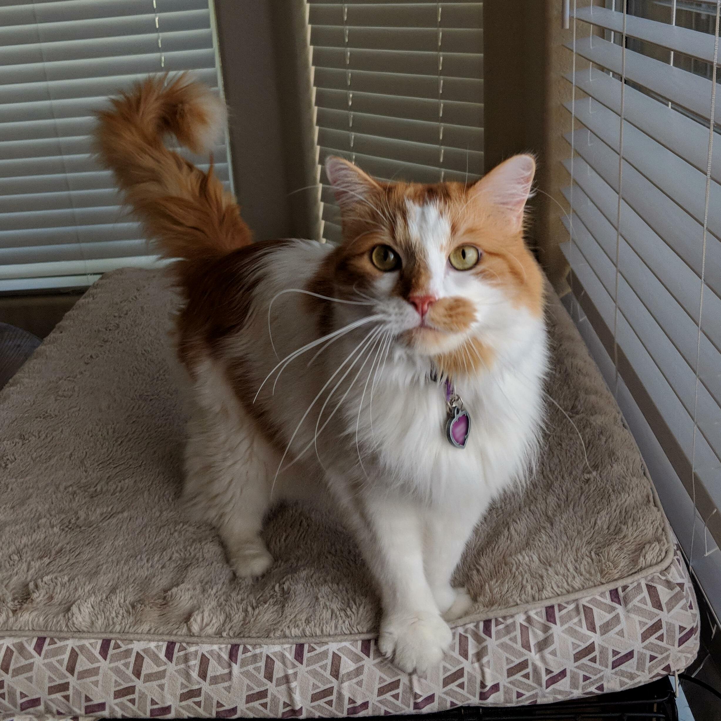Here Is Our Beautiful Kitty Kyo