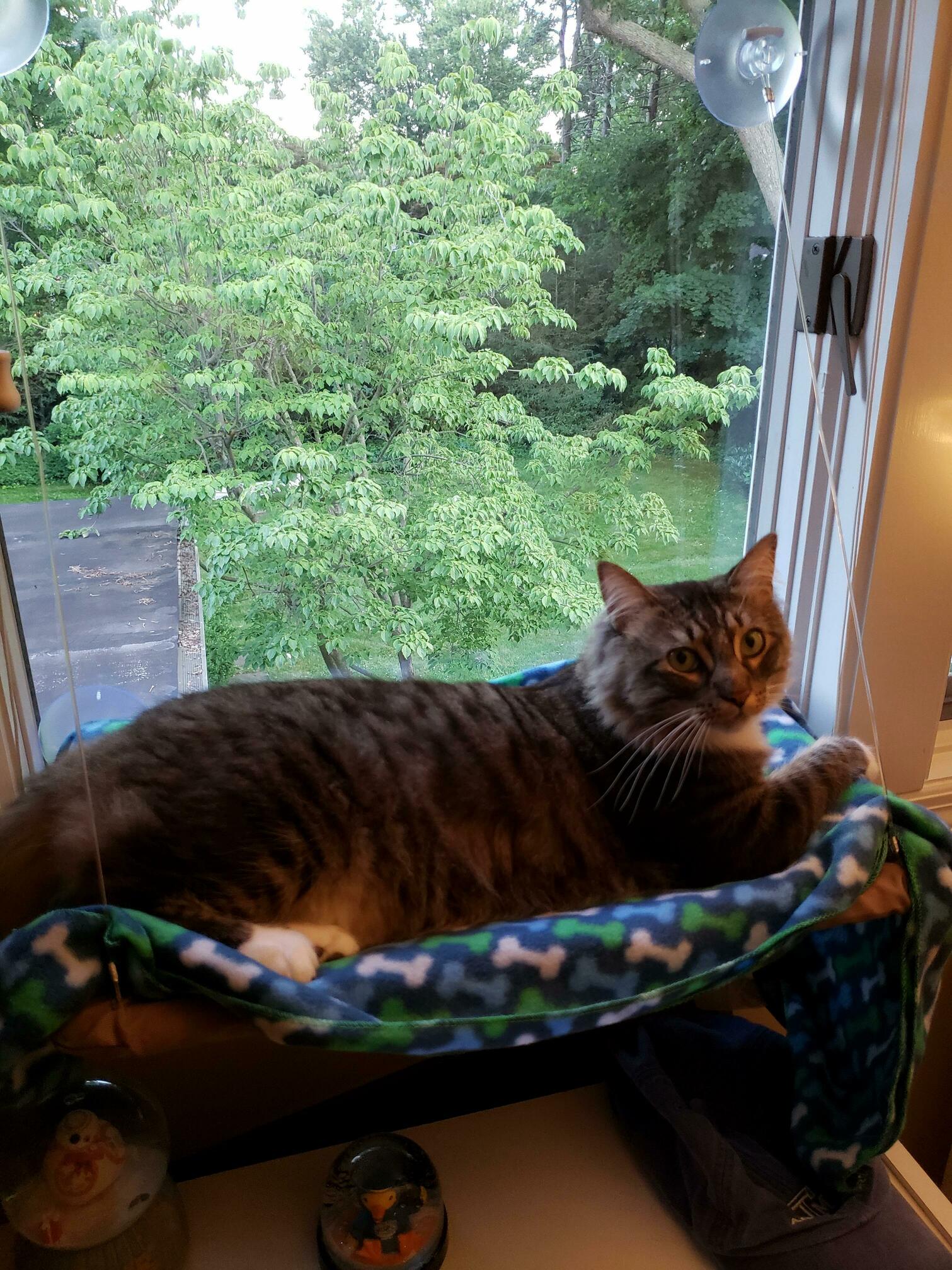 Here Is the Birthday Boy Relaxing in His New Bed! 2 Years Old Today