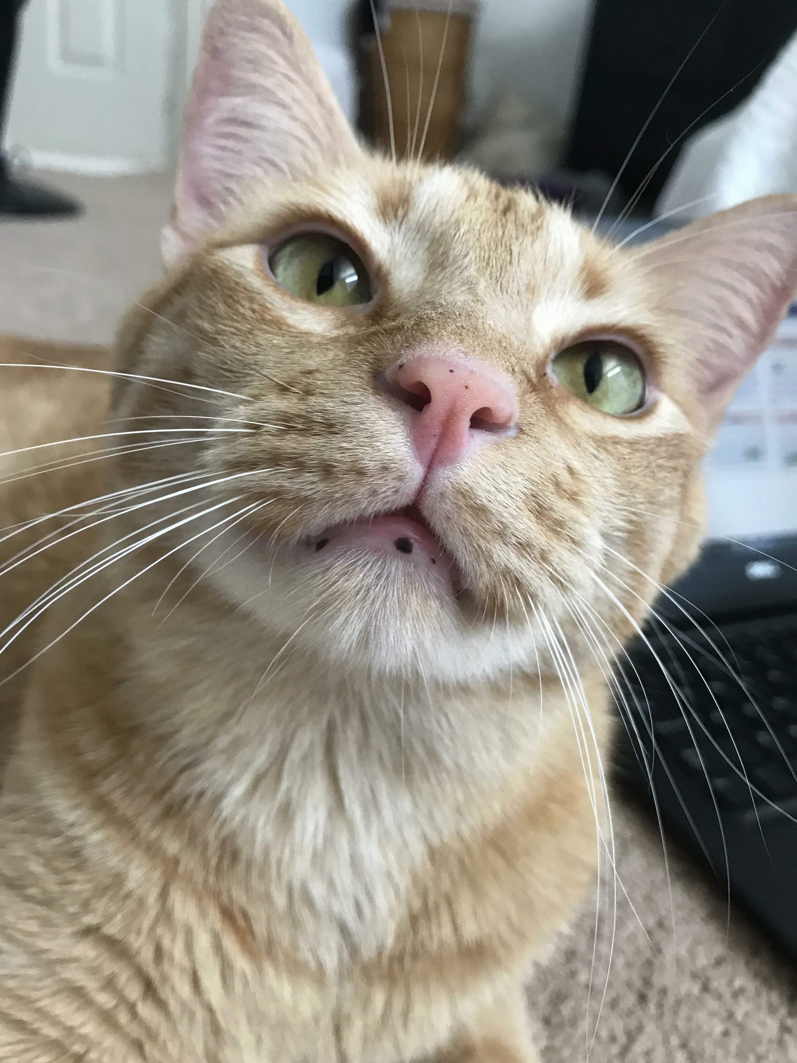 Hes Currently Begging for Food, but His Freckles Are Too Cute to Resist a Photo Shoot