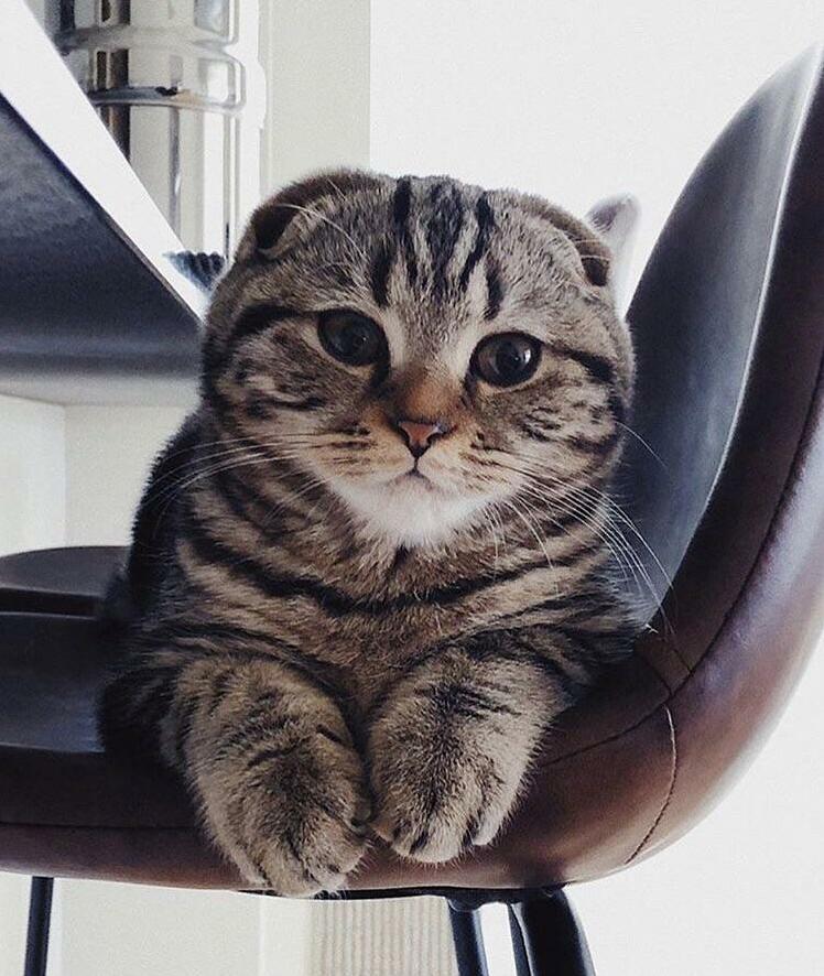 Hi Everyone! My Name Is Mochi. Im Scottish Fold Kitten Living It Up in Minneapolis.